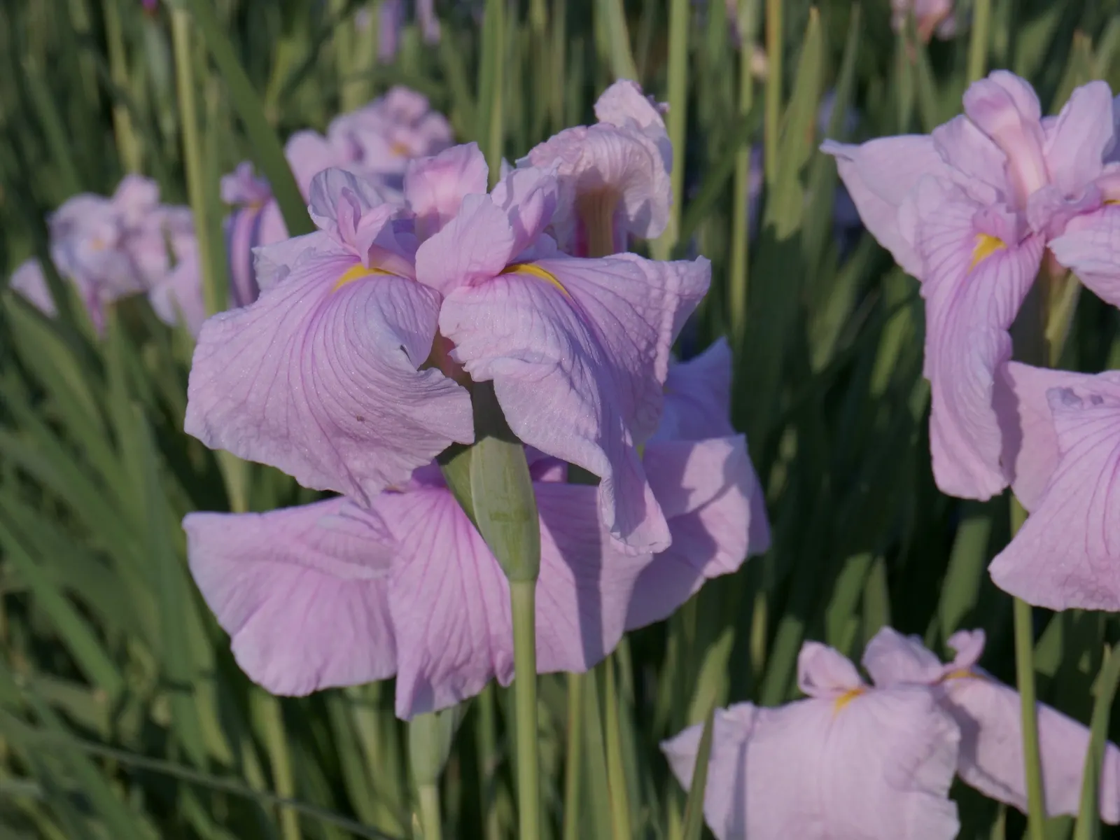 Japanese Iris (Iris Ensata) — It thrives in hardiness zones 4 through 9; lavender and multi-colored and purple and white flowers in the garden, image 67