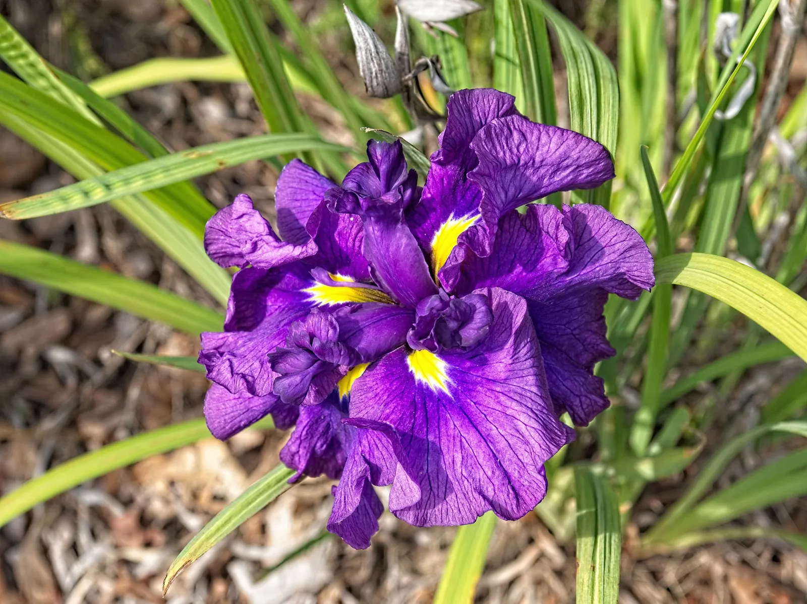 Japanese Iris (Iris Ensata) — providing a captivating display after many other spring flowers have faded