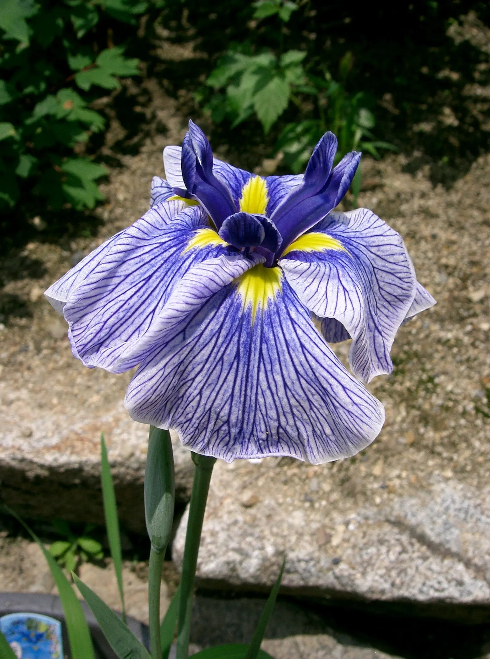 Japanese Iris (Iris Ensata) — where it can bask in at least six hours of sunlight daily; typically in late spring to early summer, image 92