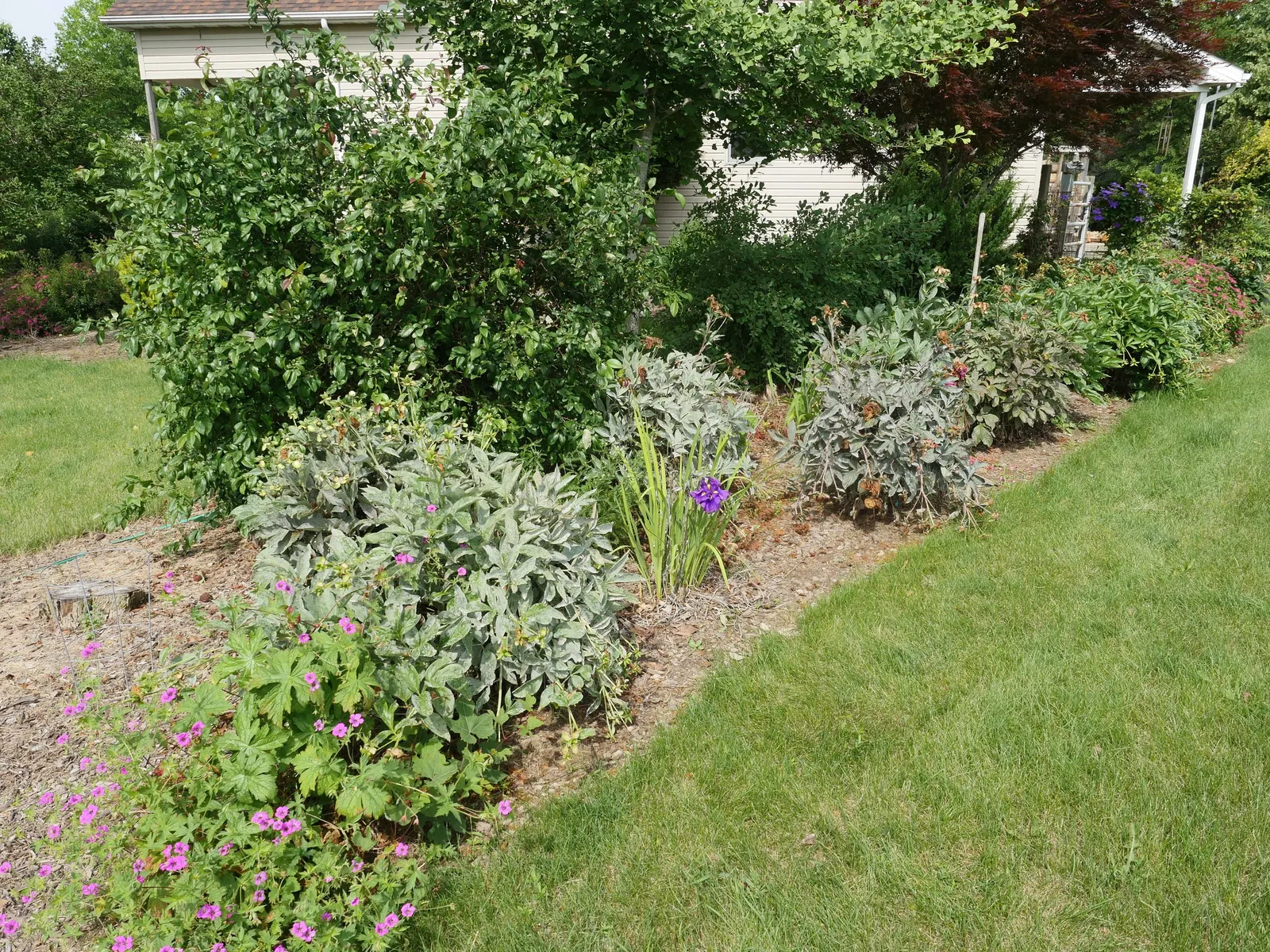 Japanese Iris (Iris Ensata) — save for the consistent soil moisture