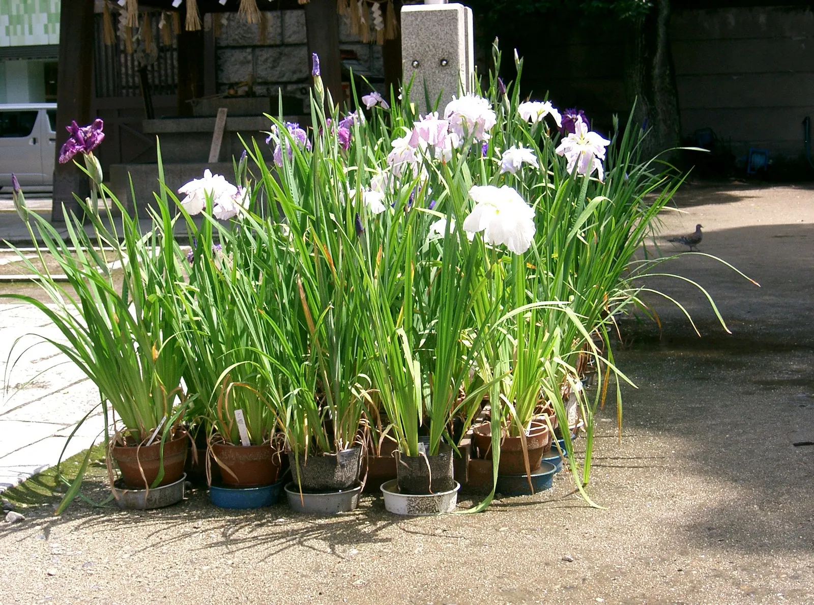 Japanese Iris (Iris Ensata) — Reaching 24-36 inches in height with a spread of 18-24 inches; they add vertical interest and a touch of elegance to, image 109