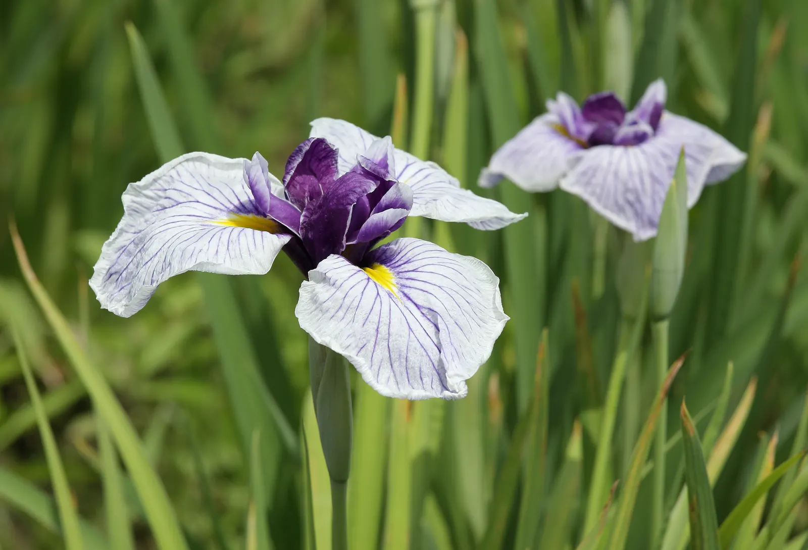 Japanese Iris (Iris Ensata) — requiring acidic to neutral soil that is consistently moist or even boggy; reaching 24-36 inches in height with a, image 120
