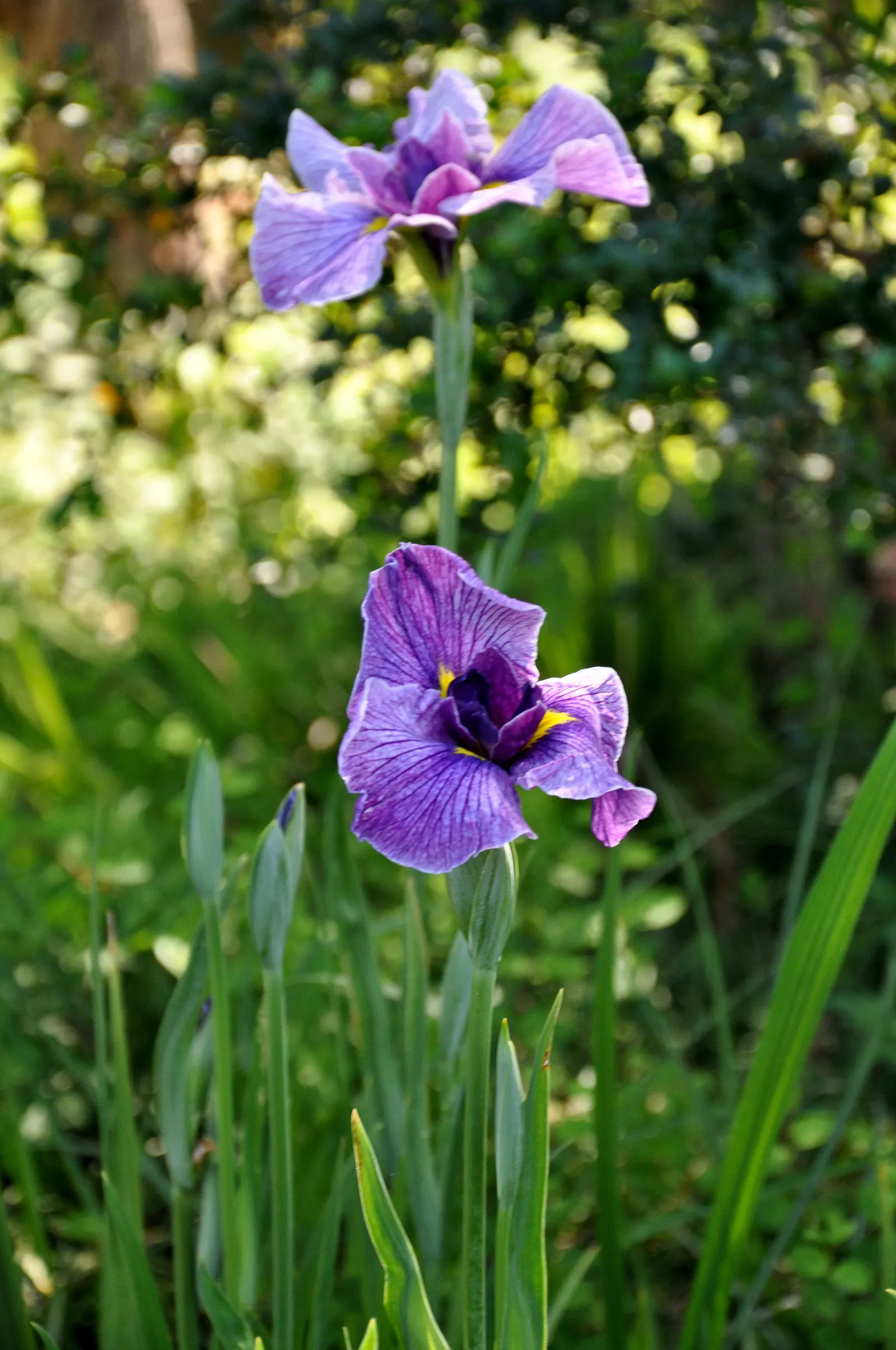 Japanese Iris (Iris Ensata) — It thrives in hardiness zones 4 through 9