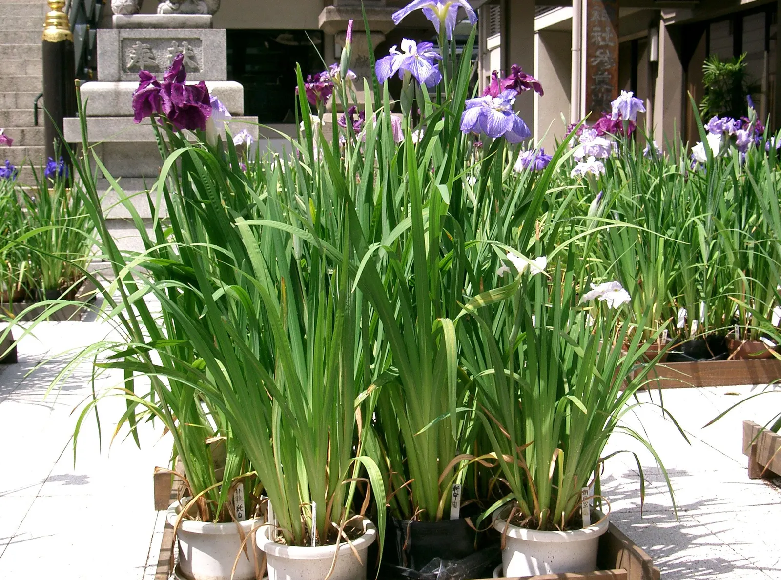 Japanese Iris (Iris Ensata) — Blooms emerge in late spring to early summer; save for the consistent soil moisture, image 59