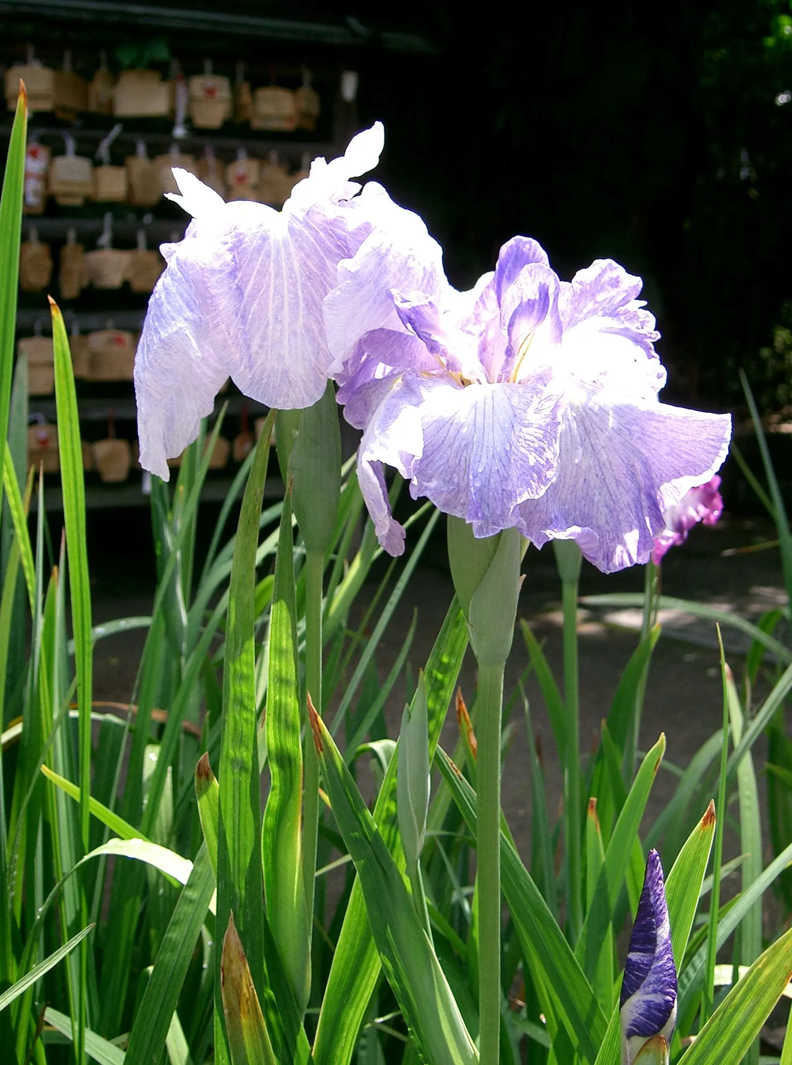 Japanese Iris (Iris Ensata) — also revered as the Japanese Water Iris; the Japanese Iris (Iris ensata), image 61