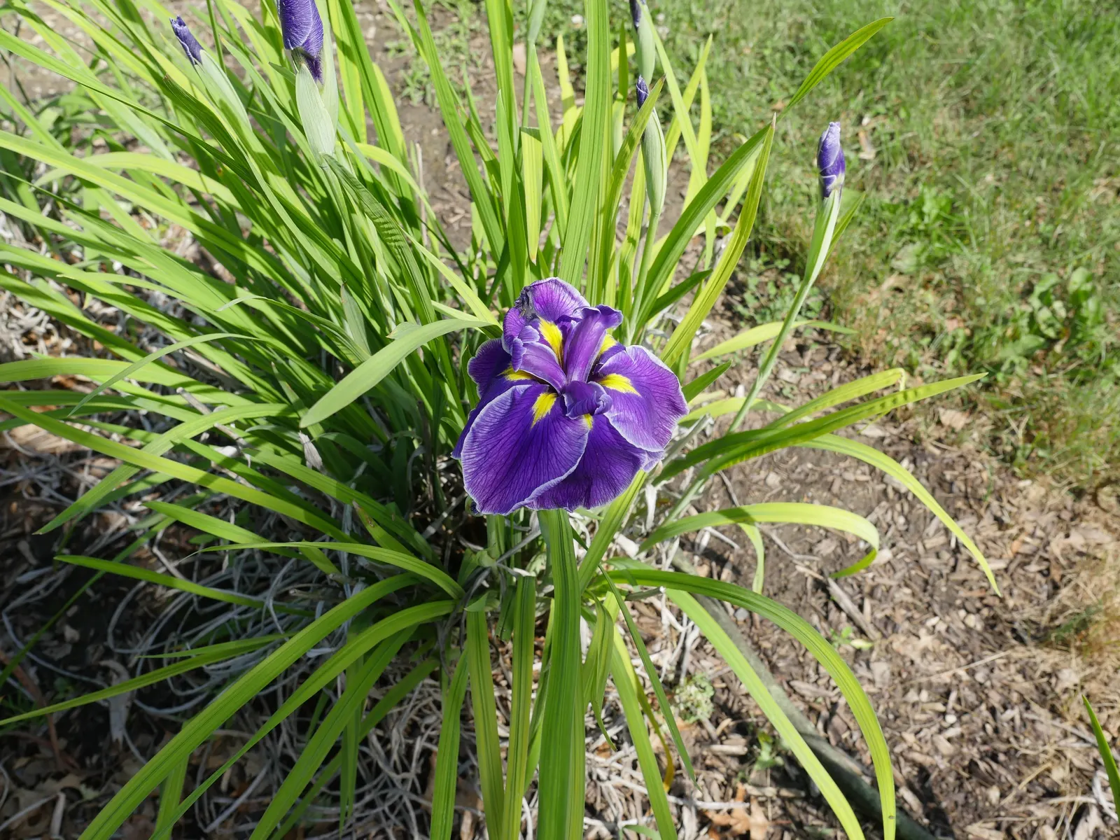 Japanese Iris (Iris Ensata) — It's noteworthy that the plant is deer-resistant, which adds to the list of its appealing attributes; where it can, image 125