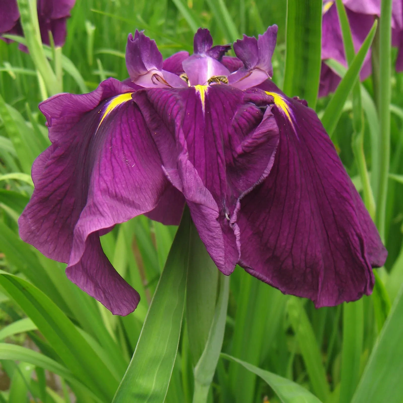 Japanese Iris (Iris Ensata) — Their color palette ranges through various shades of purple; often with intricate veining