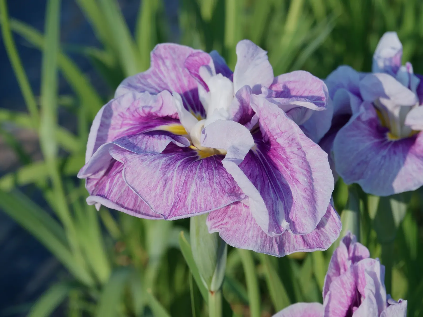 Japanese Iris (Iris Ensata) — they add vertical interest and a touch of elegance to any garden setting; iris ensata prefers a sunny to partially shaded position