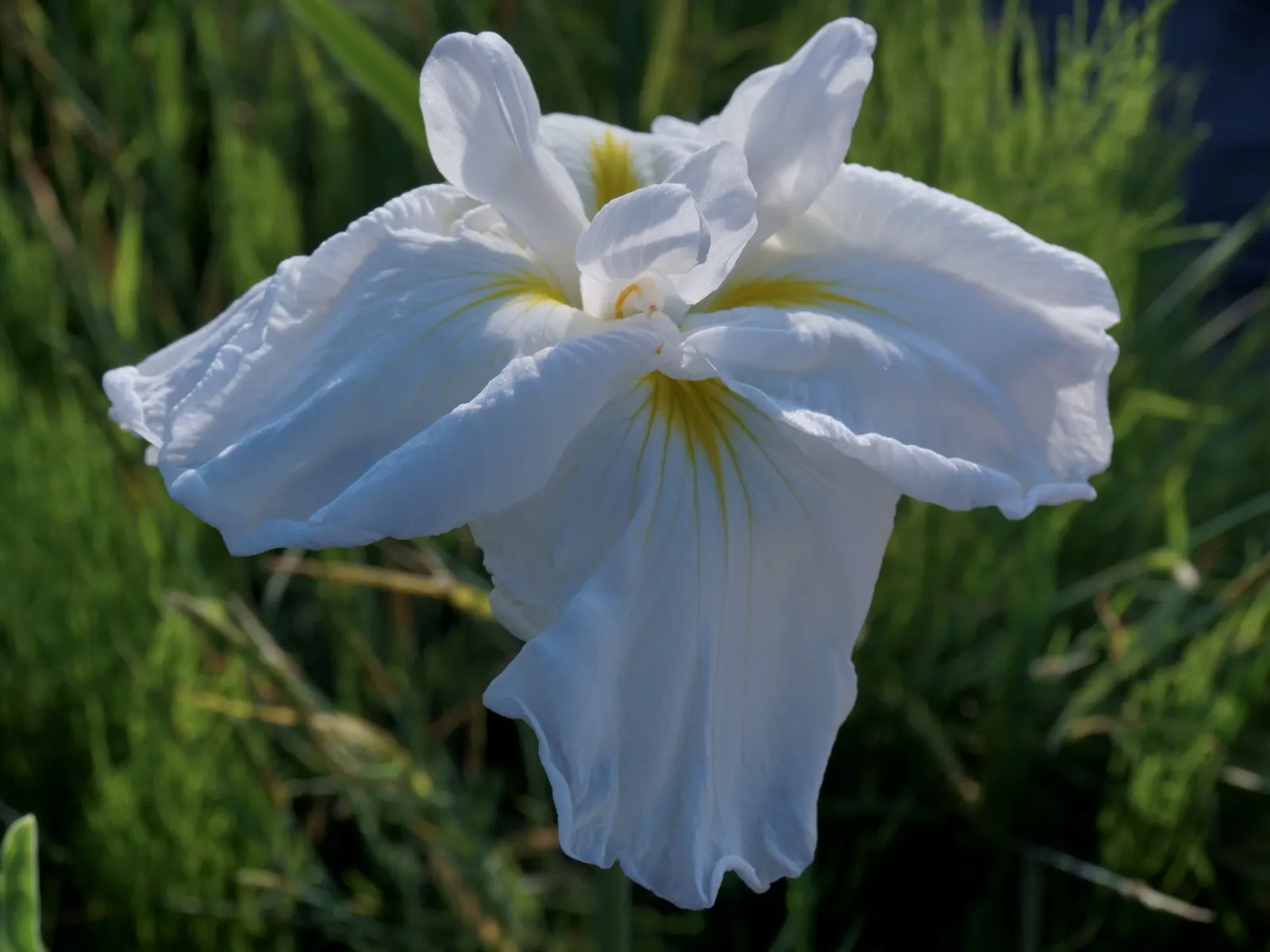 Japanese Iris (Iris Ensata) — The Japanese Iris (Iris ensata) is a striking perennial with showy; thriving in full sun to part shade, these irises prefer