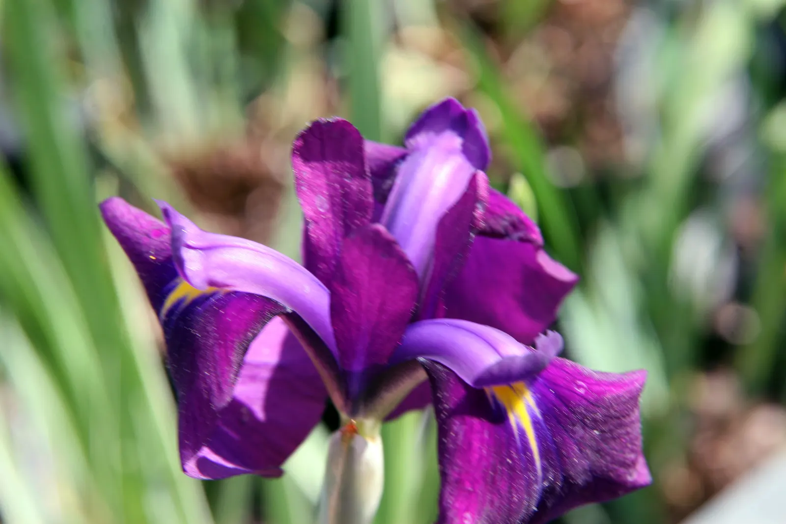 Japanese Iris (Iris Ensata) — this perennial showcases flowers that can span up to 6 to 8 inches across; deadheading the spent blooms can encourage, image 89