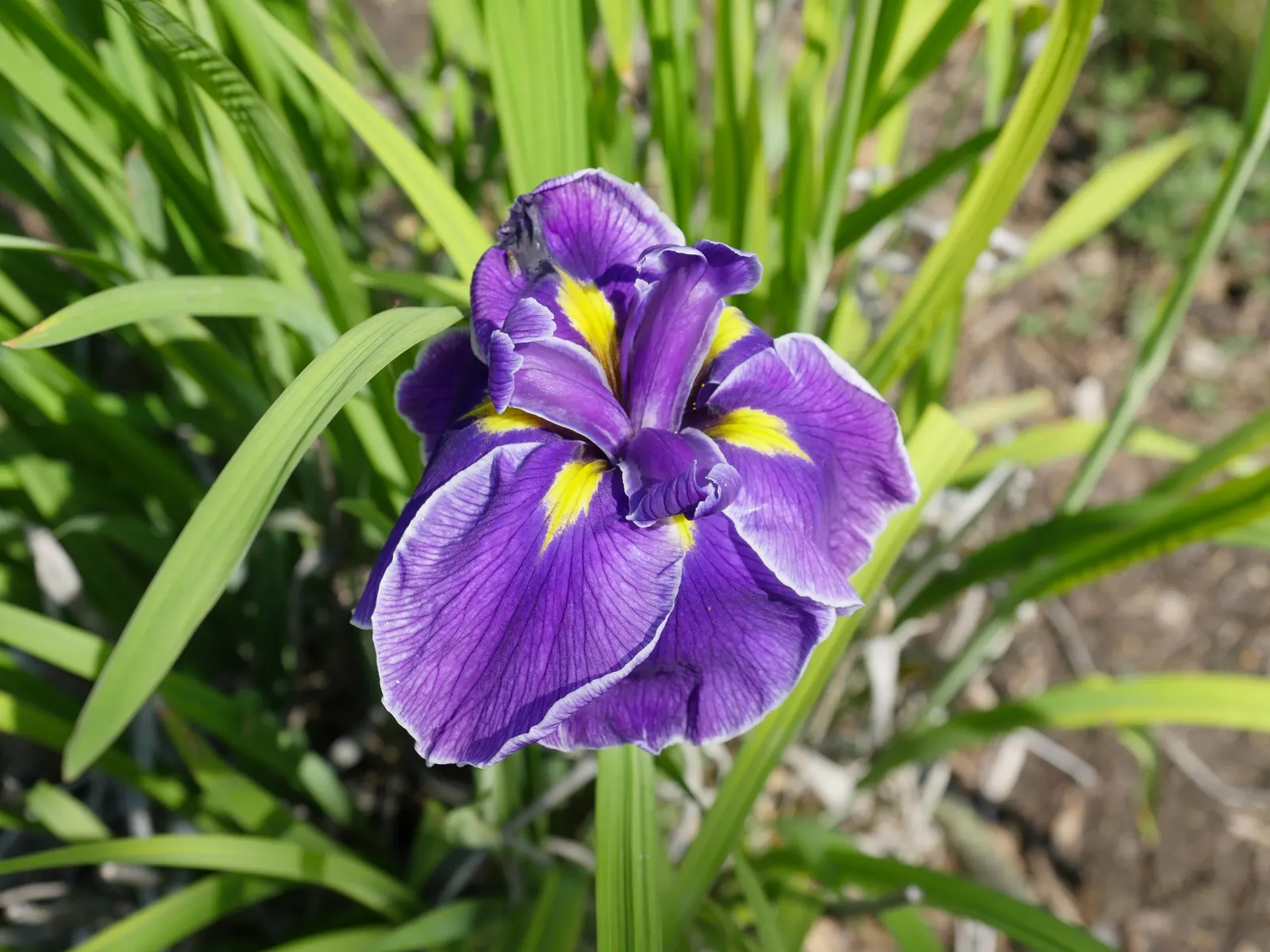 Japanese Iris (Iris Ensata) — Blooms emerge in late spring to early summer; save for the consistent soil moisture, image 111