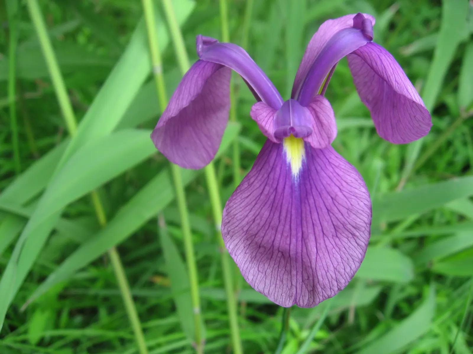 Japanese Iris (Iris Ensata) — Reaching 24-36 inches in height with a spread of 18-24 inches; they add vertical interest and a touch of elegance to any garden