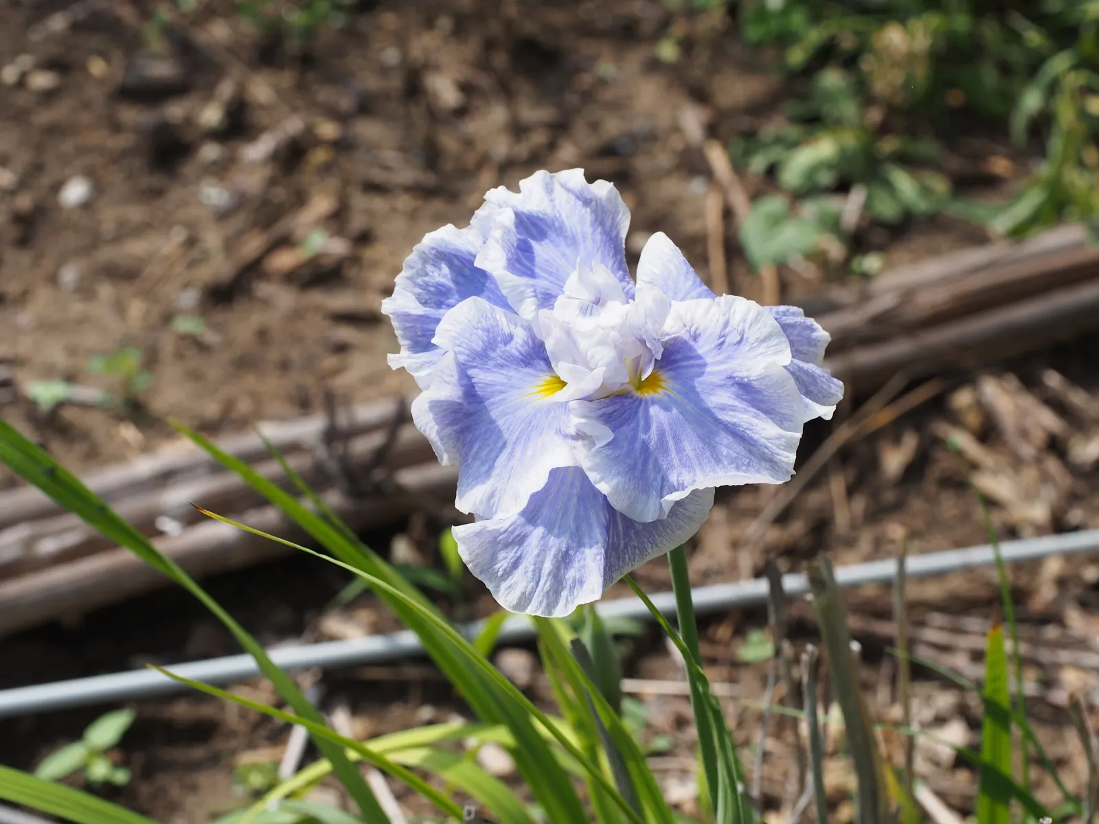 Japanese Iris (Iris Ensata) — this iris is a low-maintenance option that requires minimal care once established; perennial for half, image 123