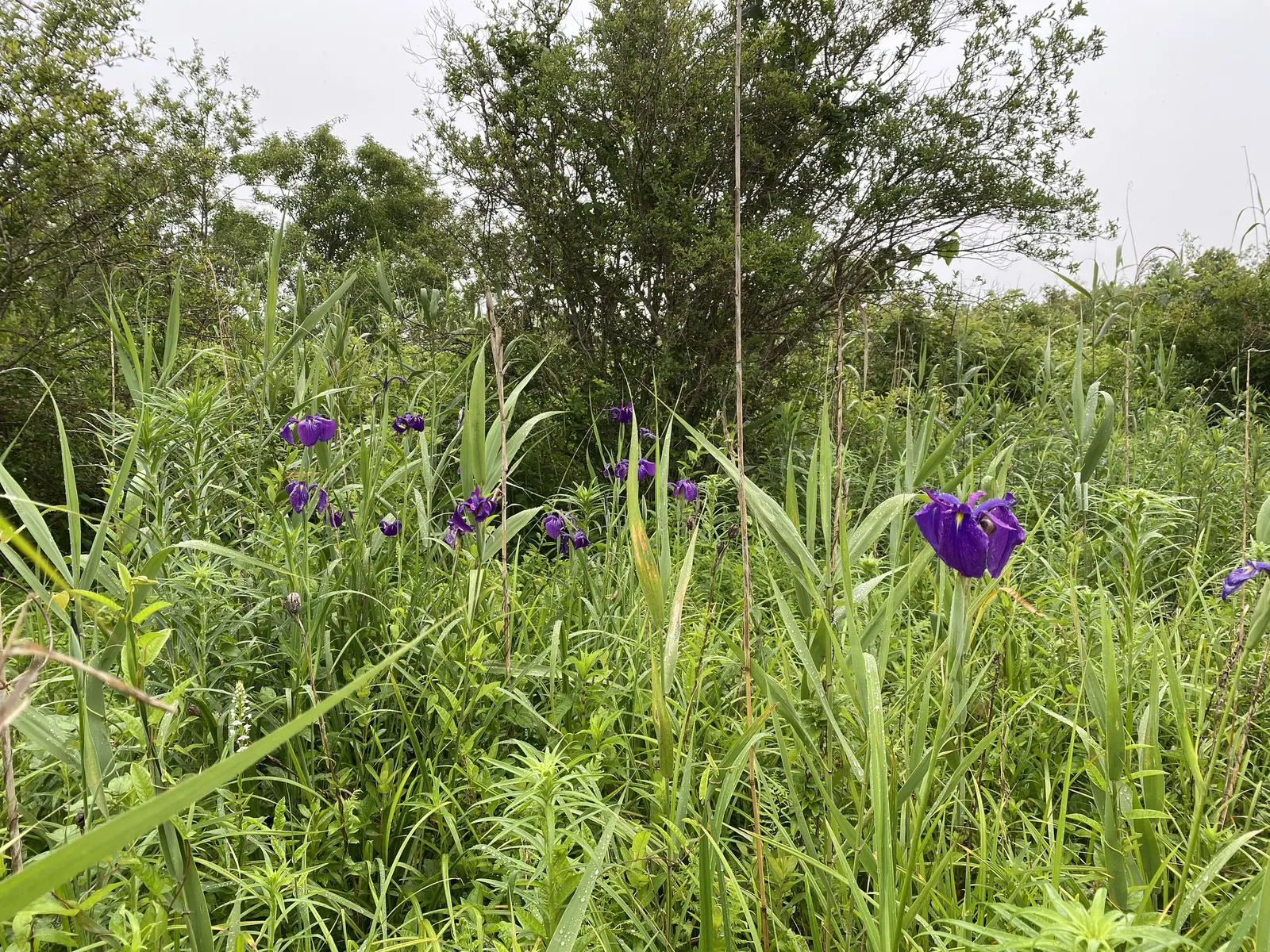 Japanese Iris (Iris Ensata) — this iris is a low-maintenance option that requires minimal care once established; perennial for half, image 97
