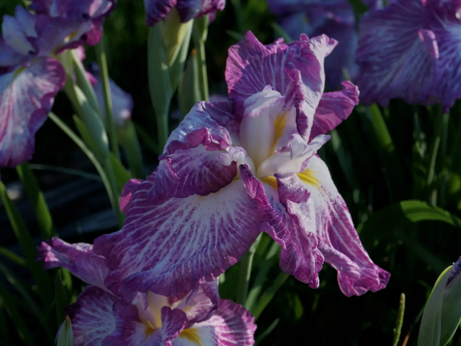 Japanese Iris (Iris Ensata) — Deadheading the spent blooms can encourage a tidier appearance; it's noteworthy that the plant is deer-resistant, which adds to