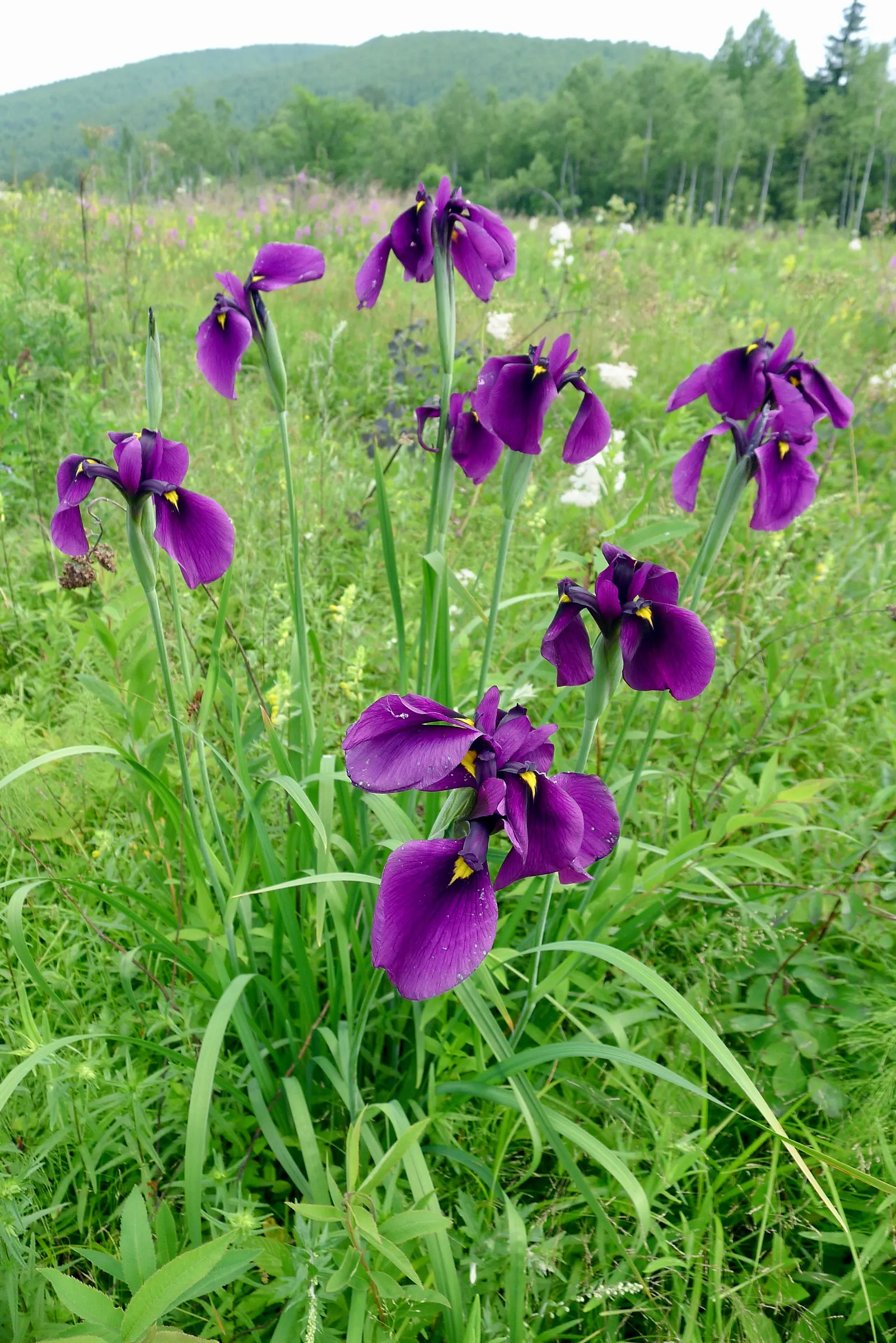Japanese Iris (Iris Ensata) — also revered as the Japanese Water Iris; the Japanese Iris (Iris ensata), image 87
