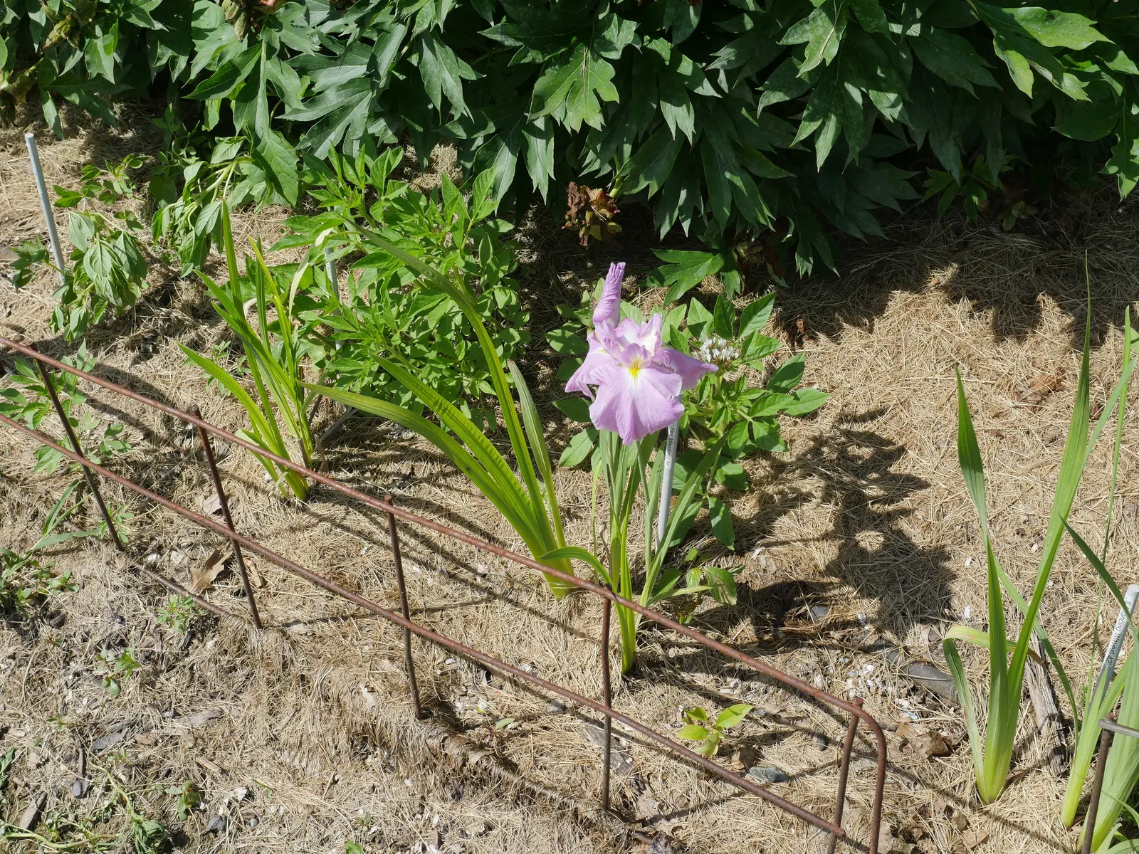 Japanese Iris (Iris Ensata) — It's noteworthy that the plant is deer-resistant, which adds to the list of its appealing attributes; where it can bask in at
