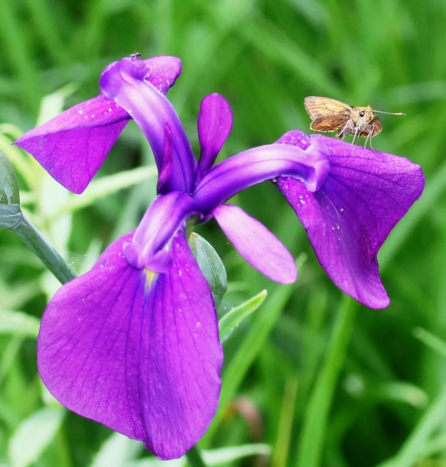 Japanese Iris (Iris Ensata) — Deadheading the spent blooms can encourage a tidier appearance; it's noteworthy that the plant is deer-resistant, image 100