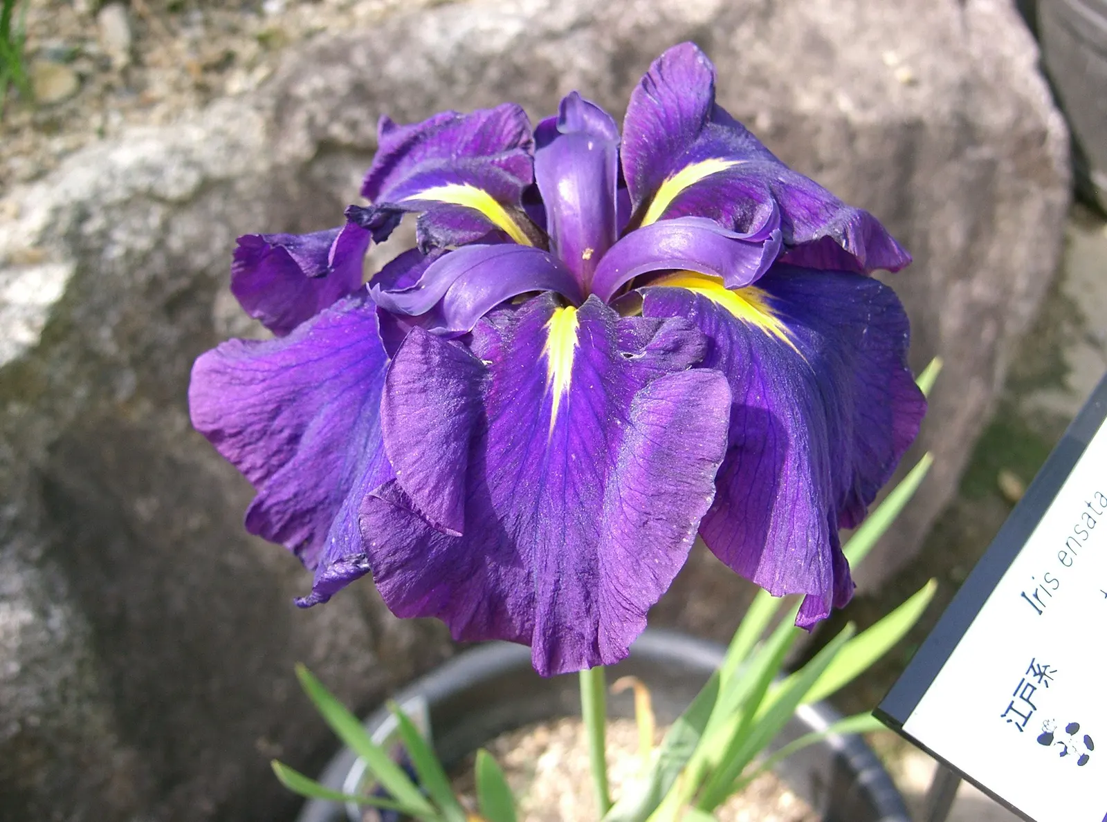 Japanese Iris (Iris Ensata) — The Japanese Iris (Iris ensata)