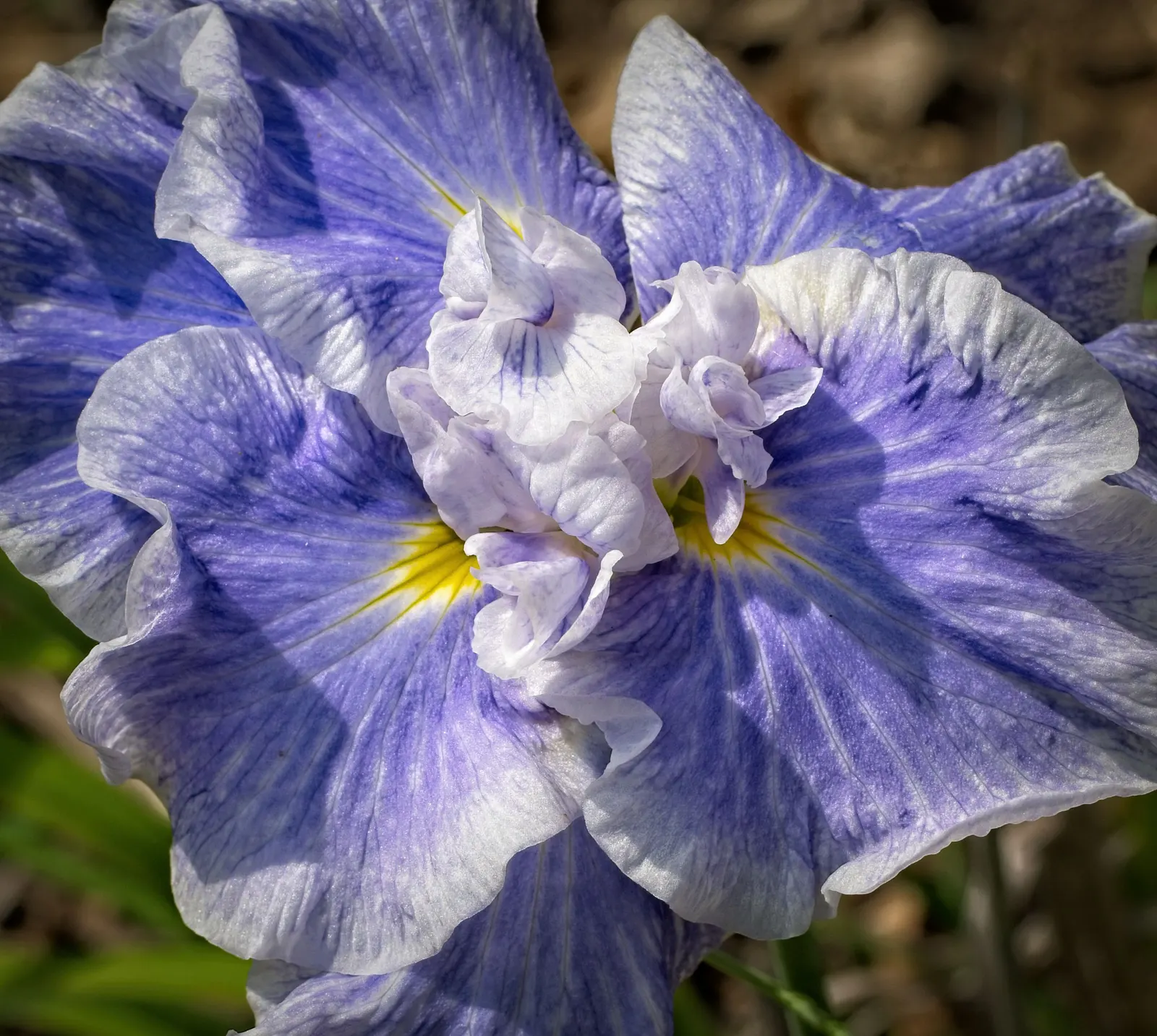 Japanese Iris (Iris Ensata) — Thriving in full sun to part shade, these irises prefer acidic, moist soils, and excel near water features