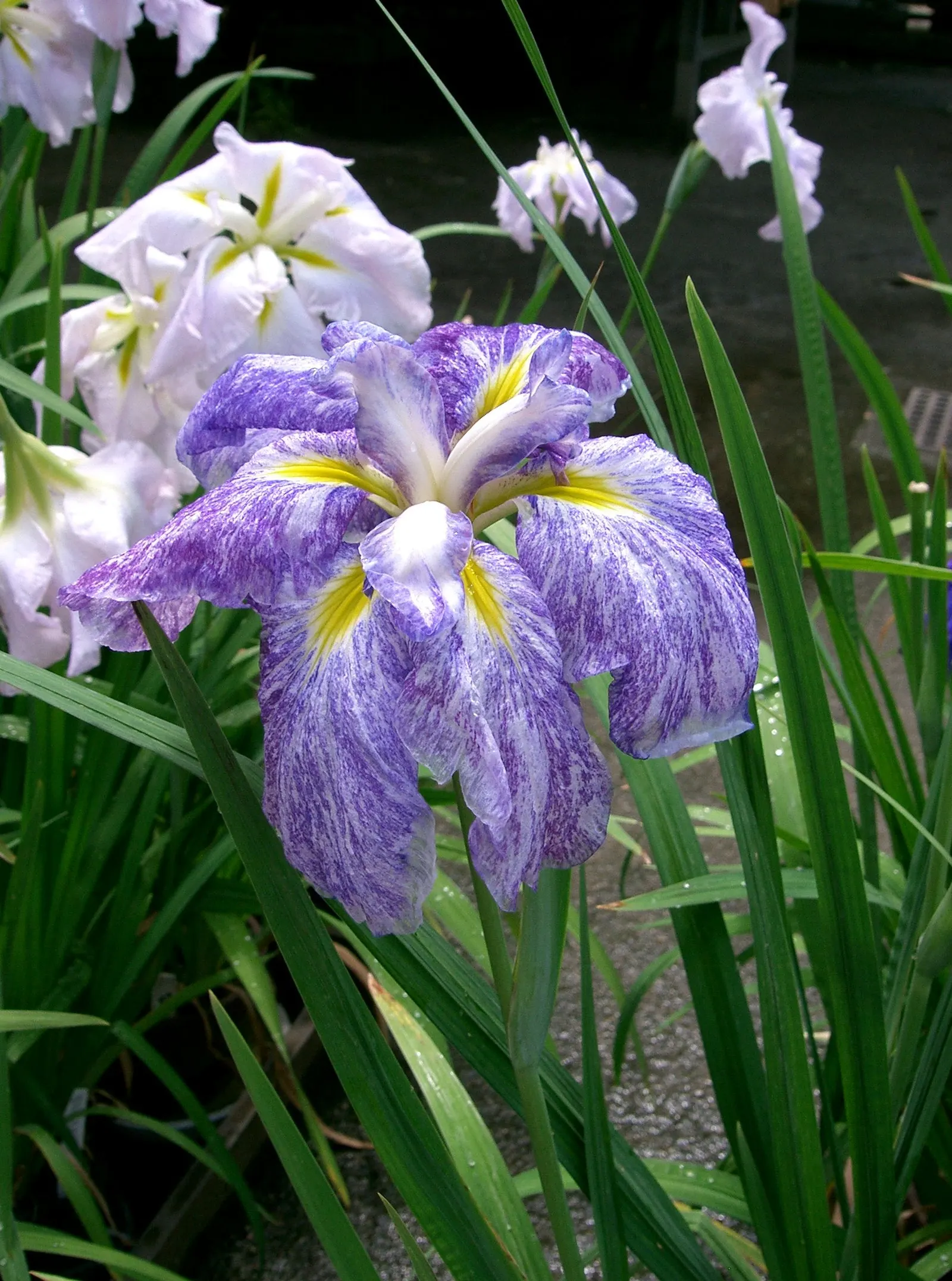 Japanese Iris (Iris Ensata) — presents an exotic addition to any water-influenced garden feature or moist border; it thrives in hardiness zones 4, image 114