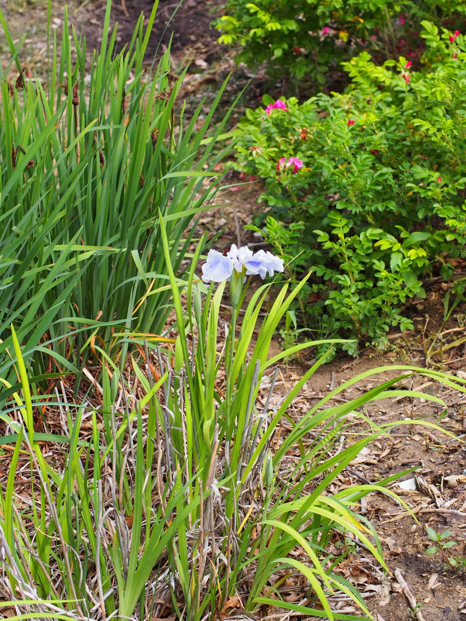 Japanese Iris (Iris Ensata) — lavender and multi-colored and purple and white flowers in the garden; also revered as the Japanese Water Iris, image 102