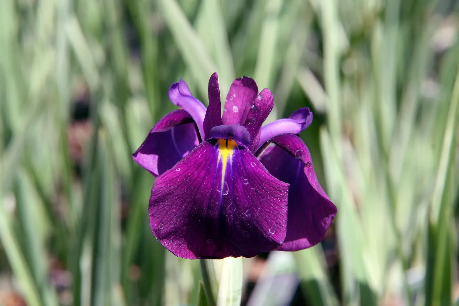 Japanese Iris (Iris Ensata) — perennial with lavender and multi-colored and purple and white blooms; requiring acidic to neutral soil that is, image 129