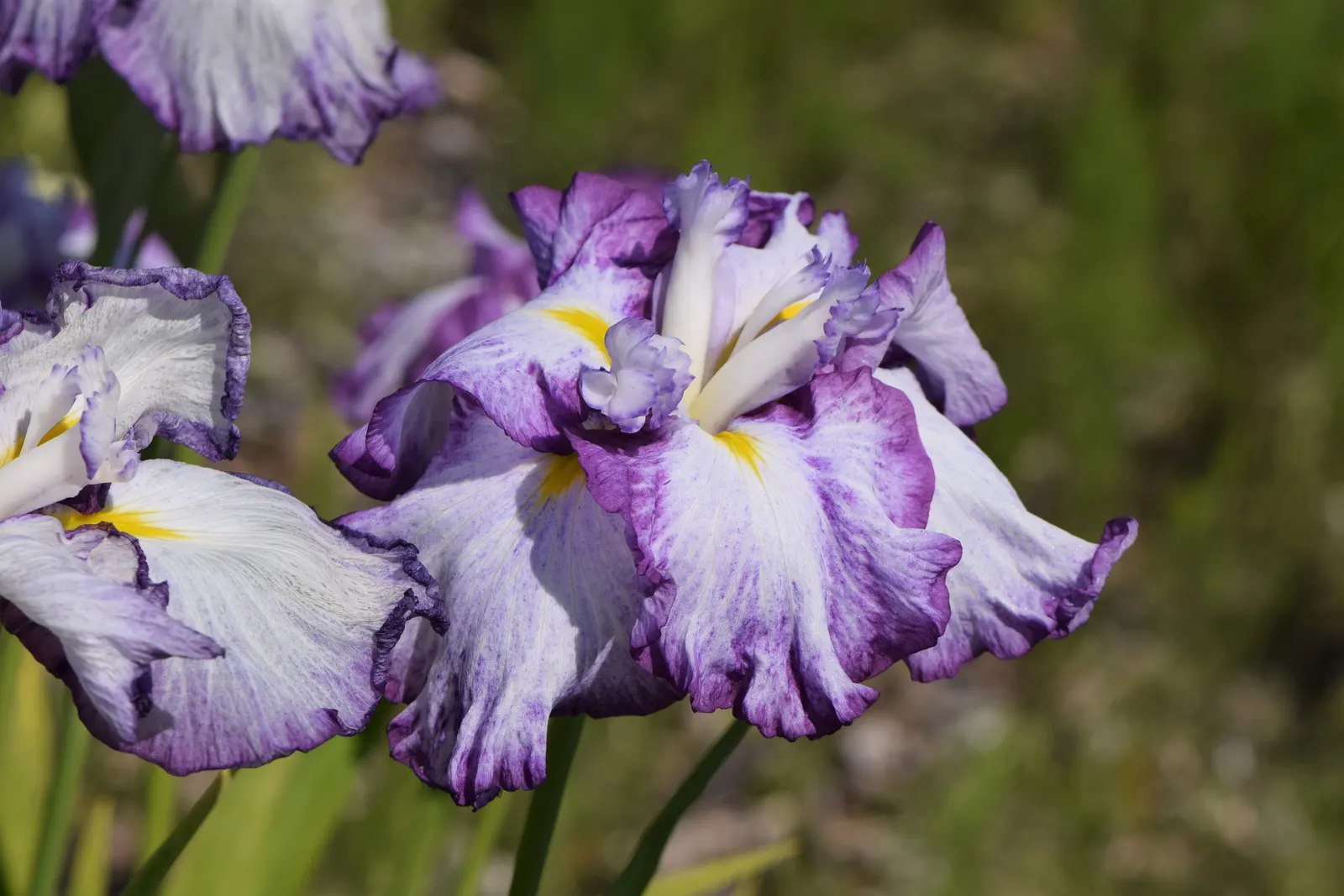 Japanese Iris (Iris Ensata) — this perennial showcases flowers that can span up to 6 to 8 inches across; deadheading the spent blooms can encourage a tidier