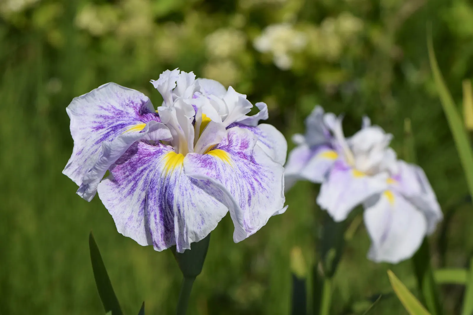 Japanese Iris (Iris Ensata) — It thrives in hardiness zones 4 through 9; lavender and multi-colored and purple and white flowers in the garden, image 93