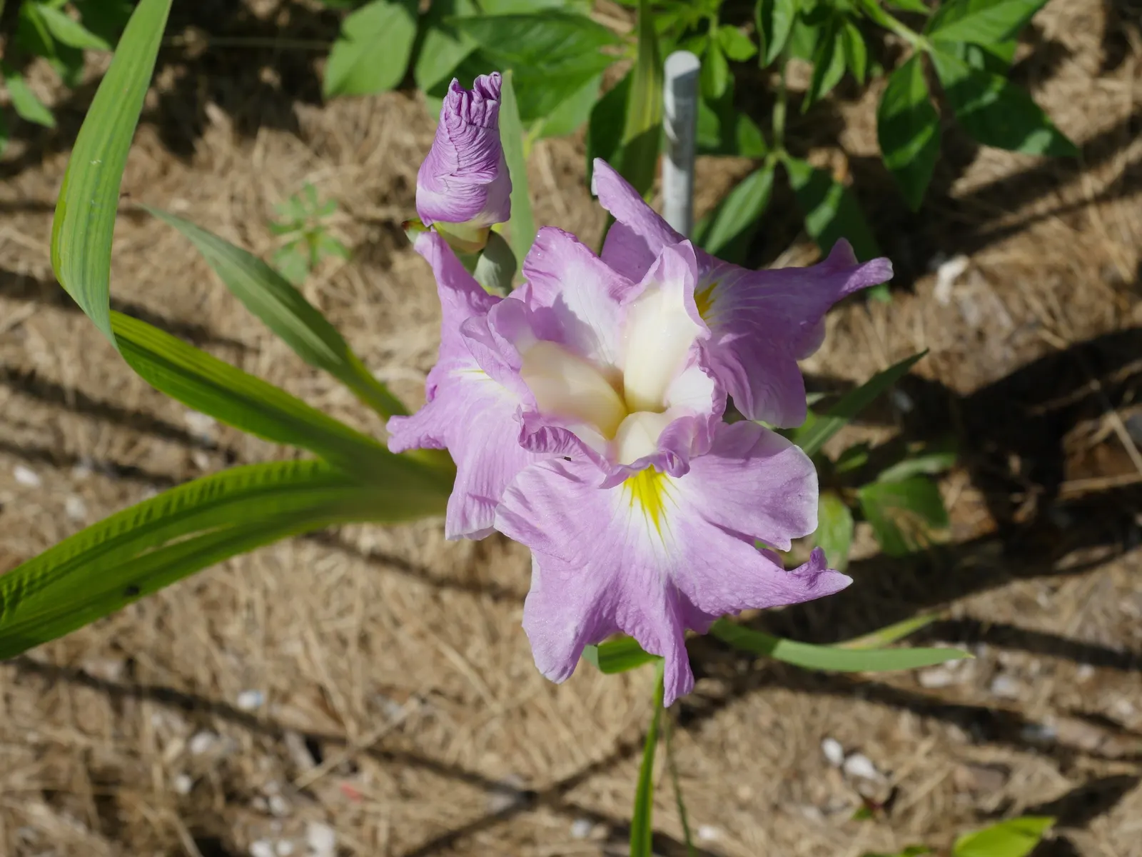 Japanese Iris (Iris Ensata) — typically in late spring to early summer; their color palette ranges through various shades of purple, image 69
