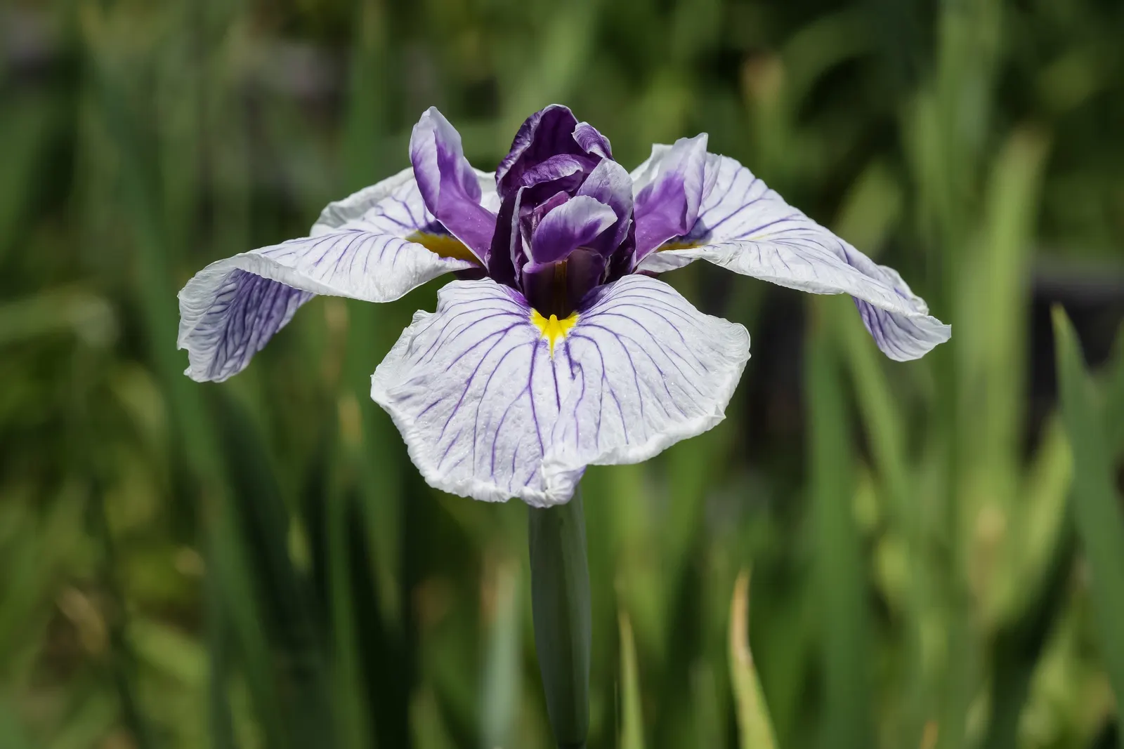 Japanese Iris (Iris Ensata) — Thriving in full sun to part shade, these irises prefer acidic, moist soils, and excel near water features; perennial, image 134