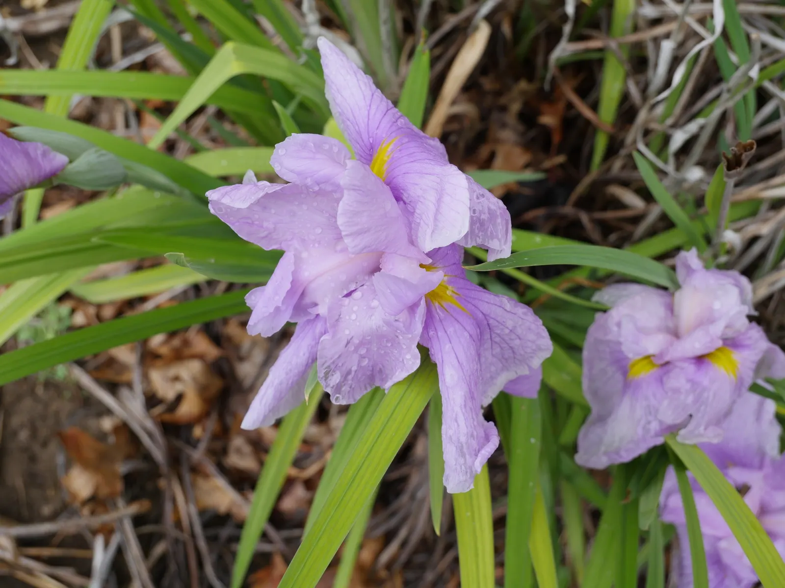 Japanese Iris (Iris Ensata) — they add vertical interest and a touch of elegance to any garden setting
