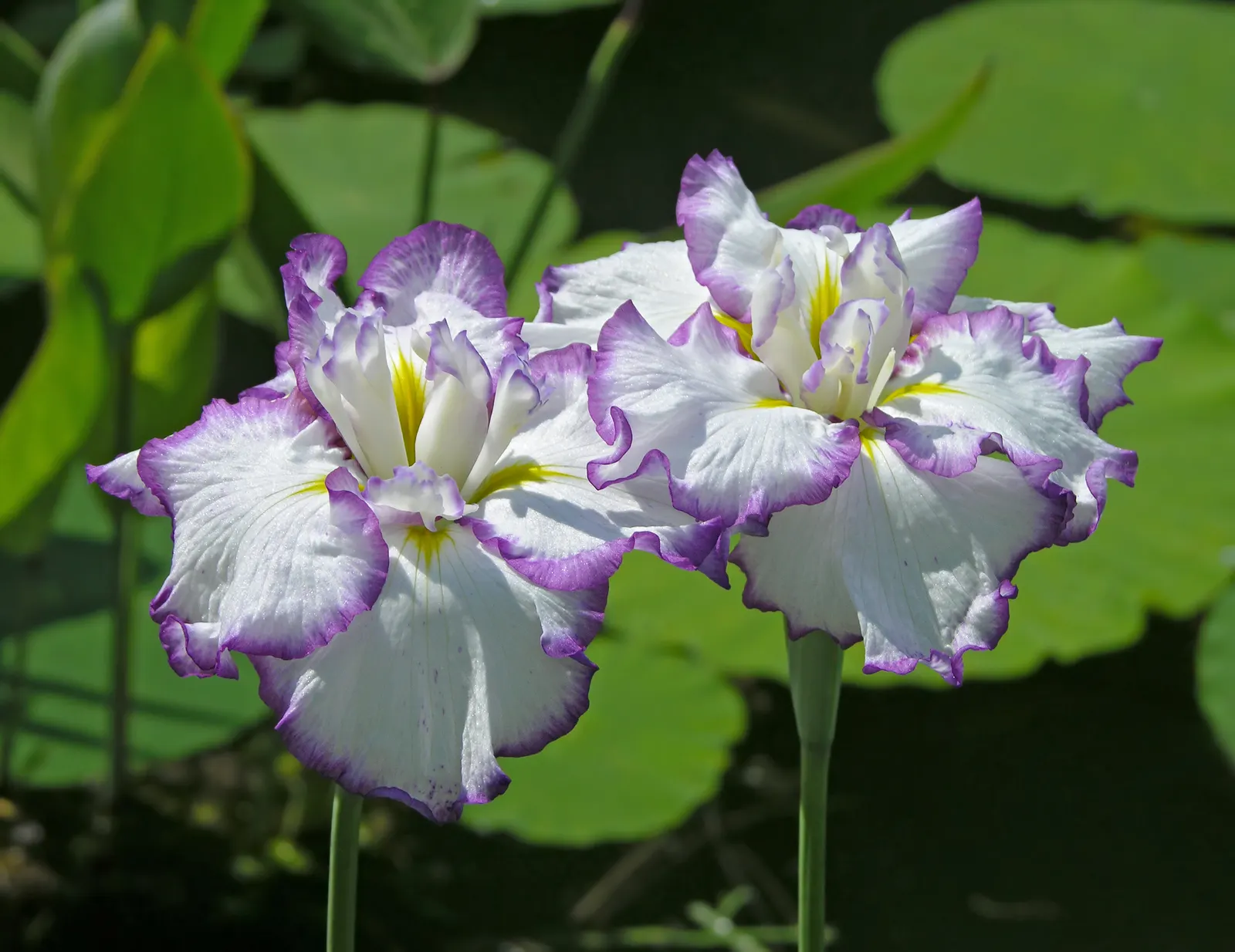 Japanese Iris (Iris Ensata) — this perennial showcases flowers that can span up to 6 to 8 inches across
