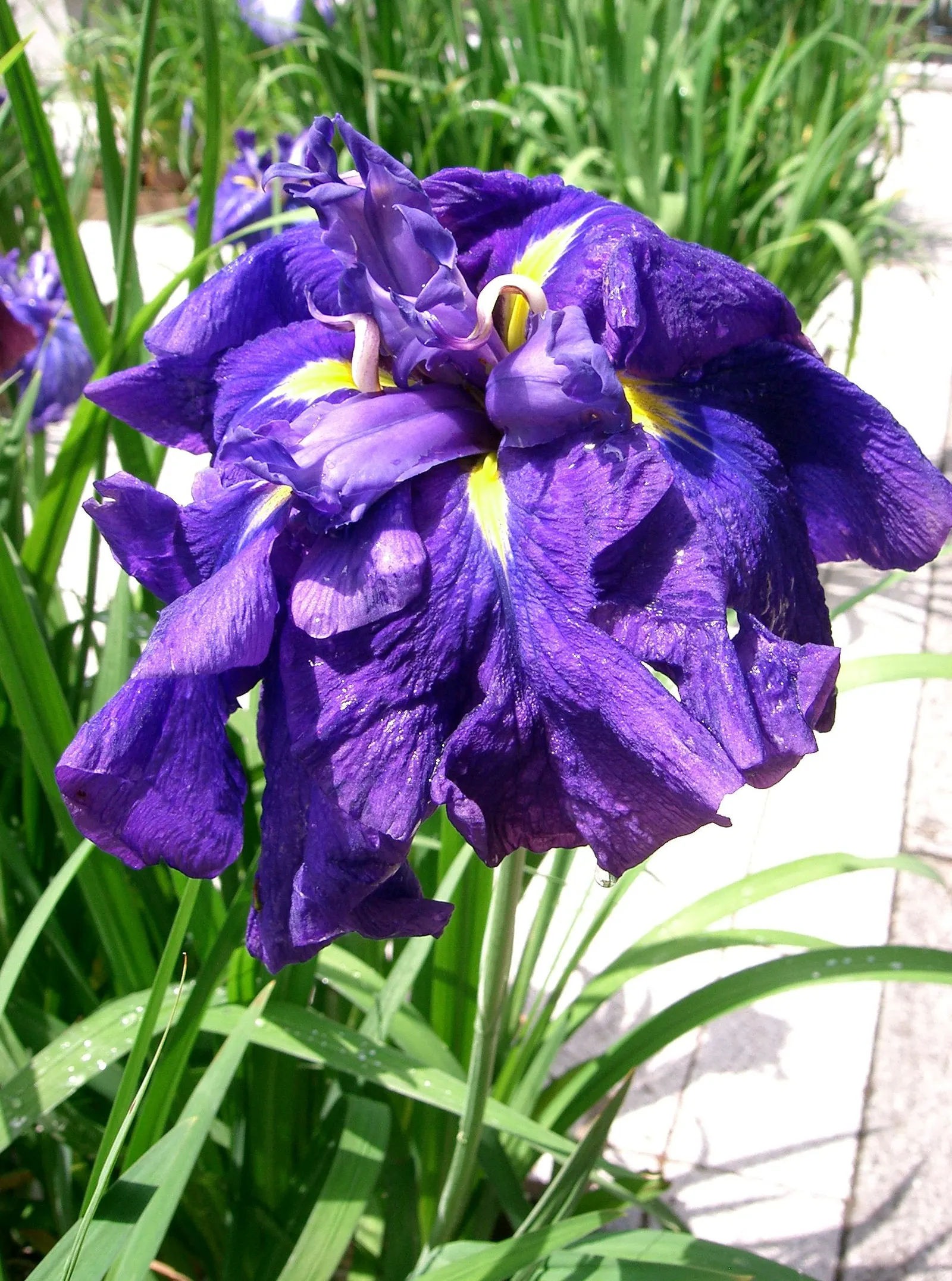 Japanese Iris (Iris Ensata) — It thrives in hardiness zones 4 through 9; lavender and multi-colored and purple and white flowers in the garden