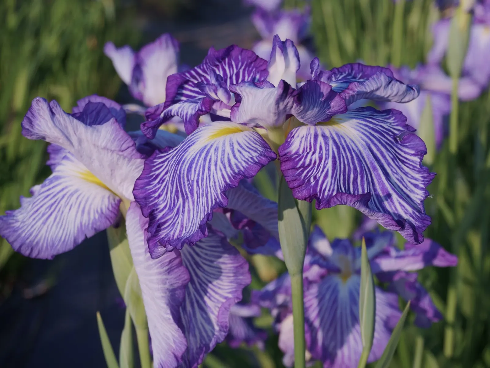 Japanese Iris (Iris Ensata) — Their color palette ranges through various shades of purple