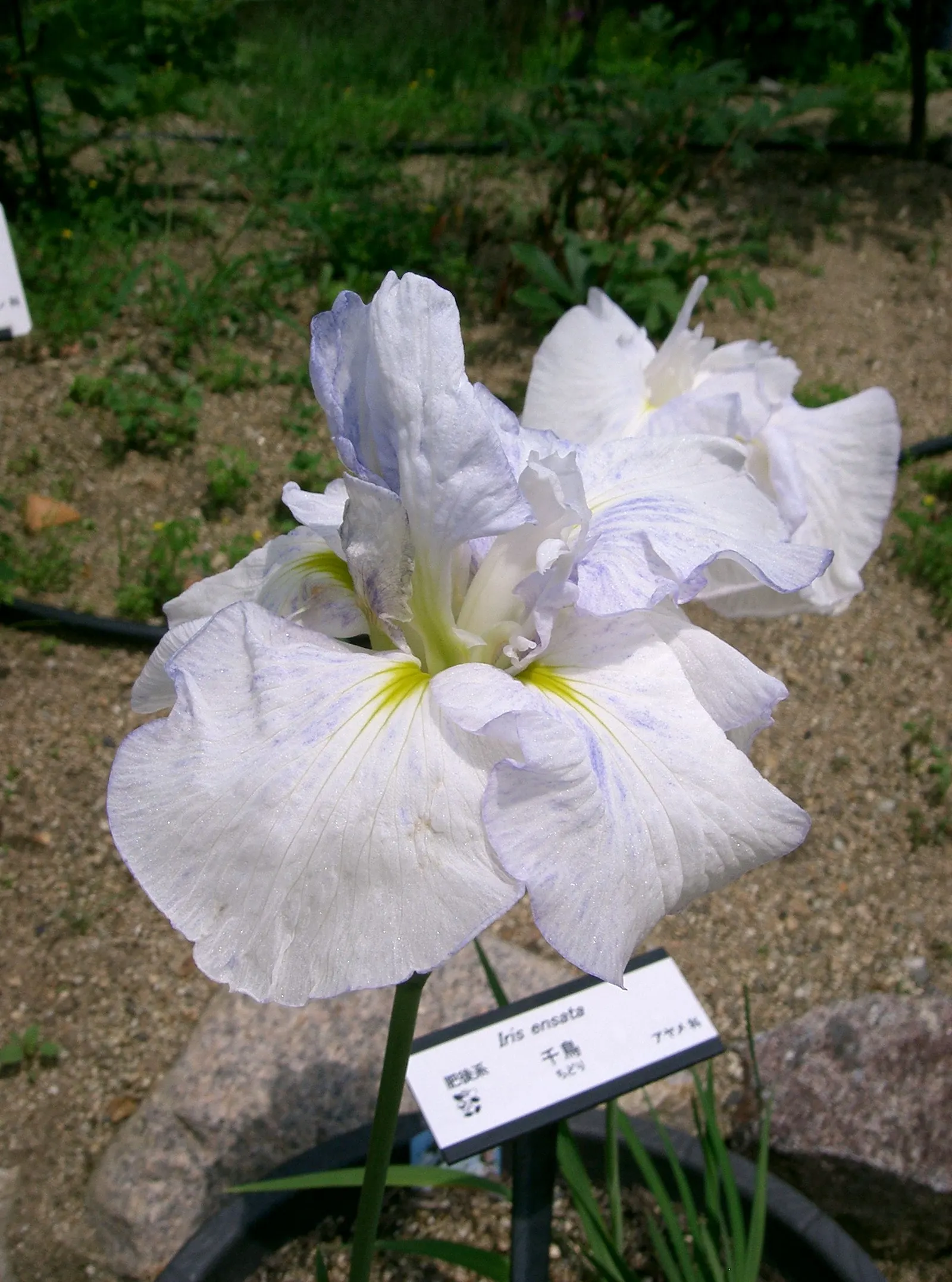 Japanese Iris (Iris Ensata) — ruffled blooms ranging from pure white to deep purple; this perennial showcases flowers that can span up to 6 to 8 inches across