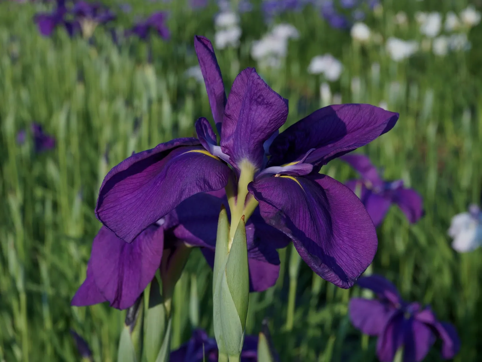 Japanese Iris (Iris Ensata) — providing a captivating display after many other spring flowers have faded; this iris is a low-maintenance option, image 96