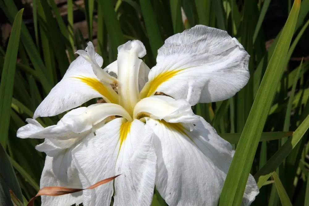 Japanese Iris (Iris Ensata) — Deadheading the spent blooms can encourage a tidier appearance