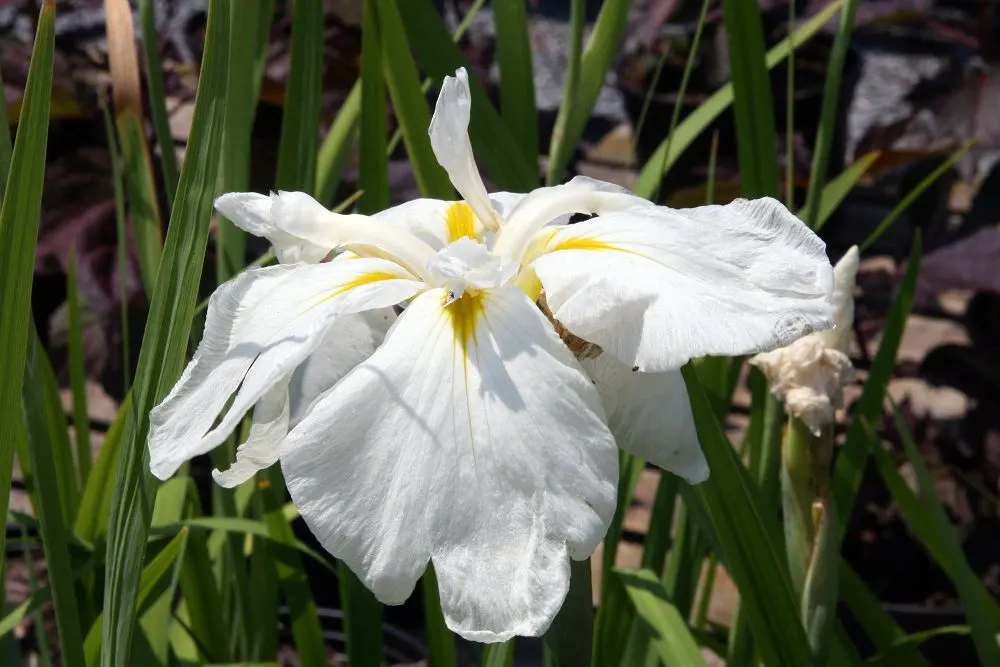 Japanese Iris (Iris Ensata) — presents an exotic addition to any water-influenced garden feature or moist border; it thrives in hardiness zones 4 through 9