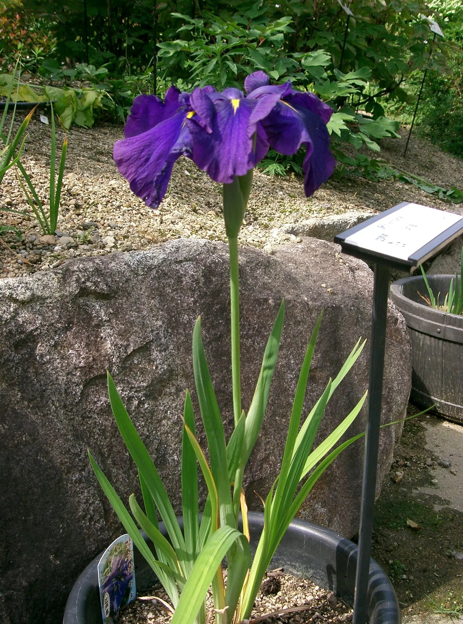 Japanese Iris (Iris Ensata) — presents an exotic addition to any water-influenced garden feature or moist border