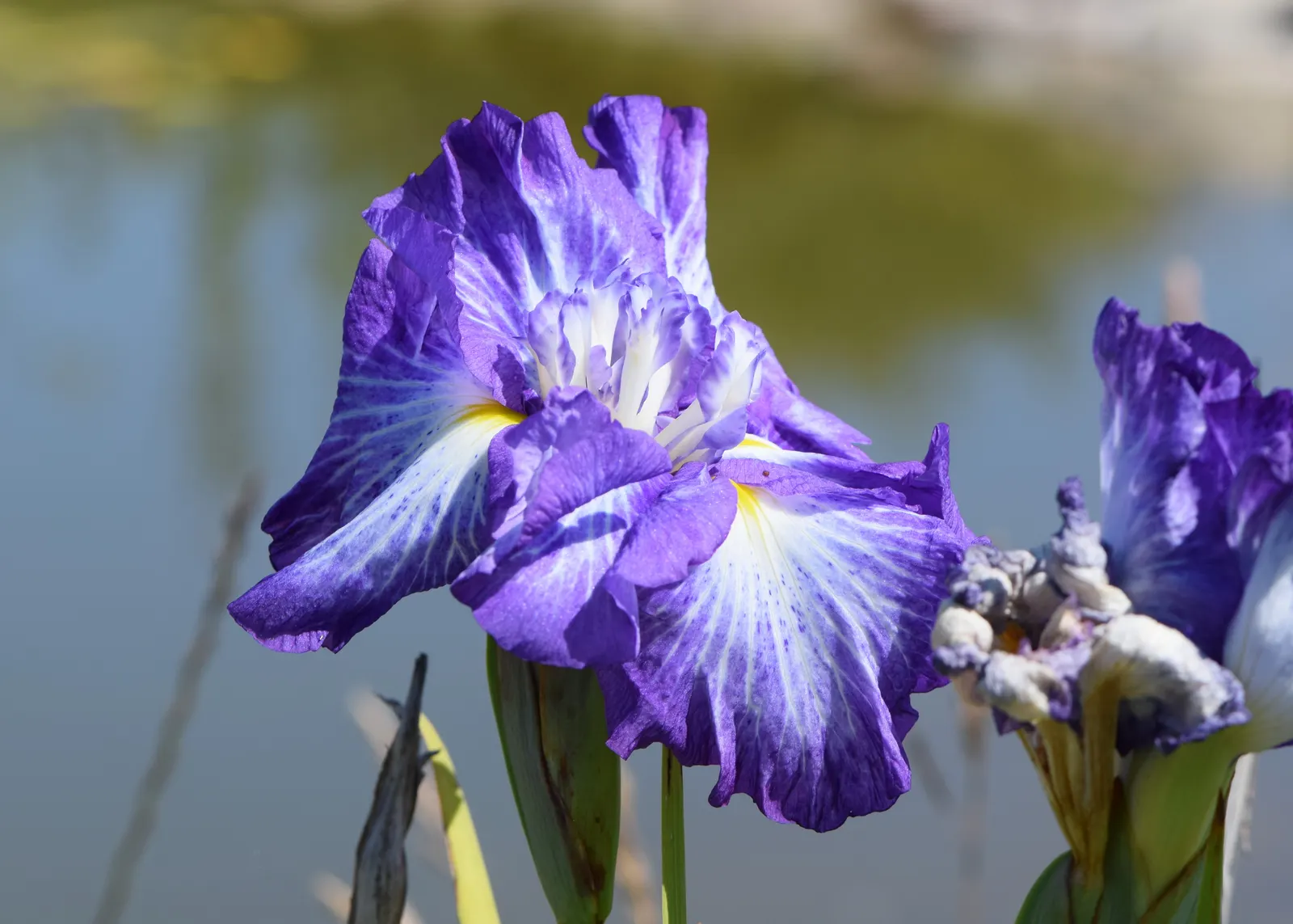 Japanese Iris (Iris Ensata) — this iris is a low-maintenance option that requires minimal care once established; perennial for half