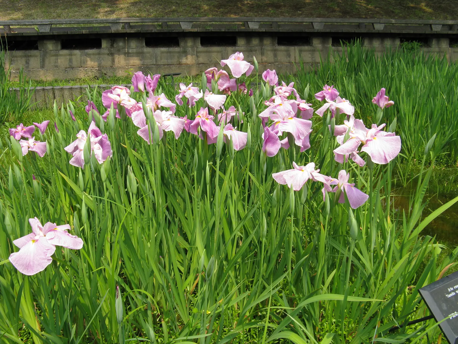 Japanese Iris (Iris Ensata) — typically in late spring to early summer