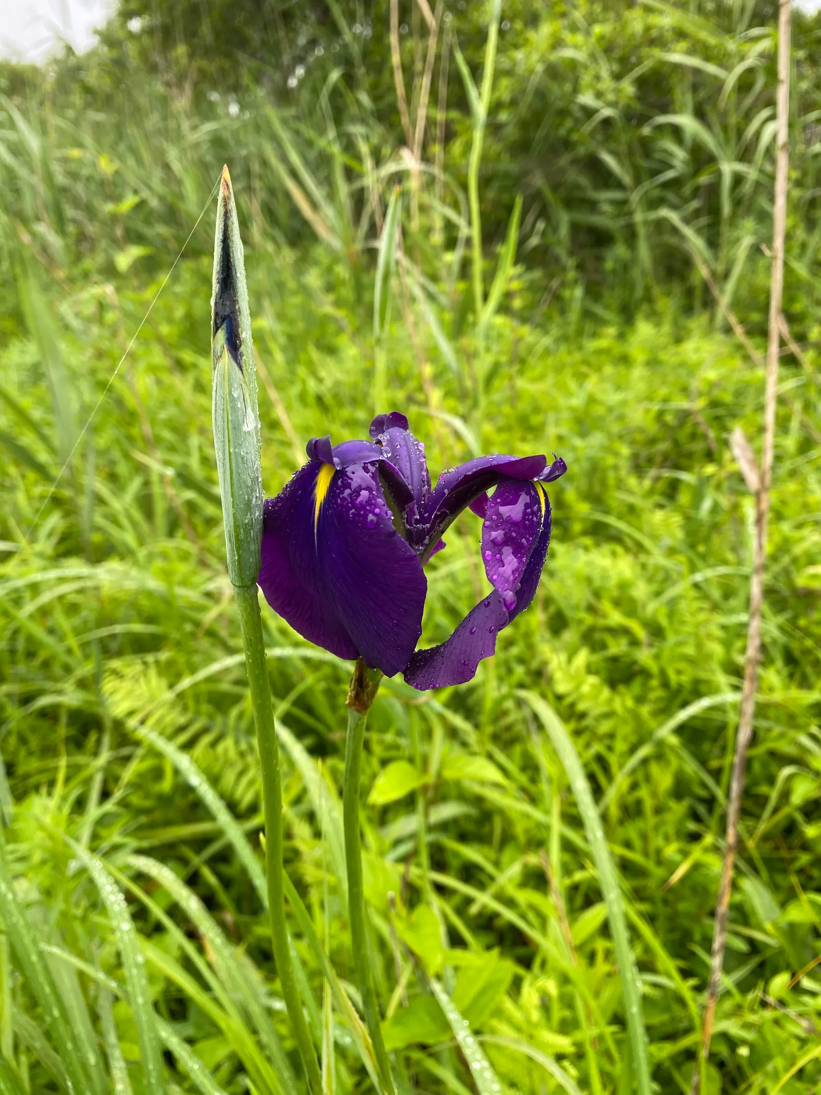 Japanese Iris (Iris Ensata) — requiring acidic to neutral soil that is consistently moist or even boggy; reaching 24-36 inches in height with a, image 68