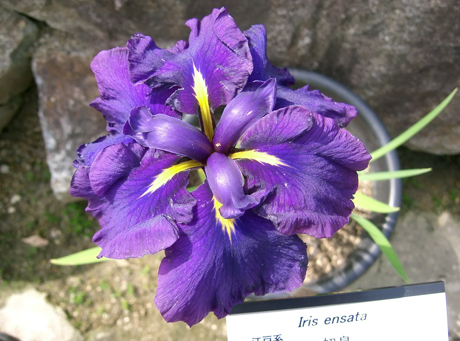 Japanese Iris (Iris Ensata) — often with intricate veining; providing a captivating display after many other spring flowers have faded, image 107