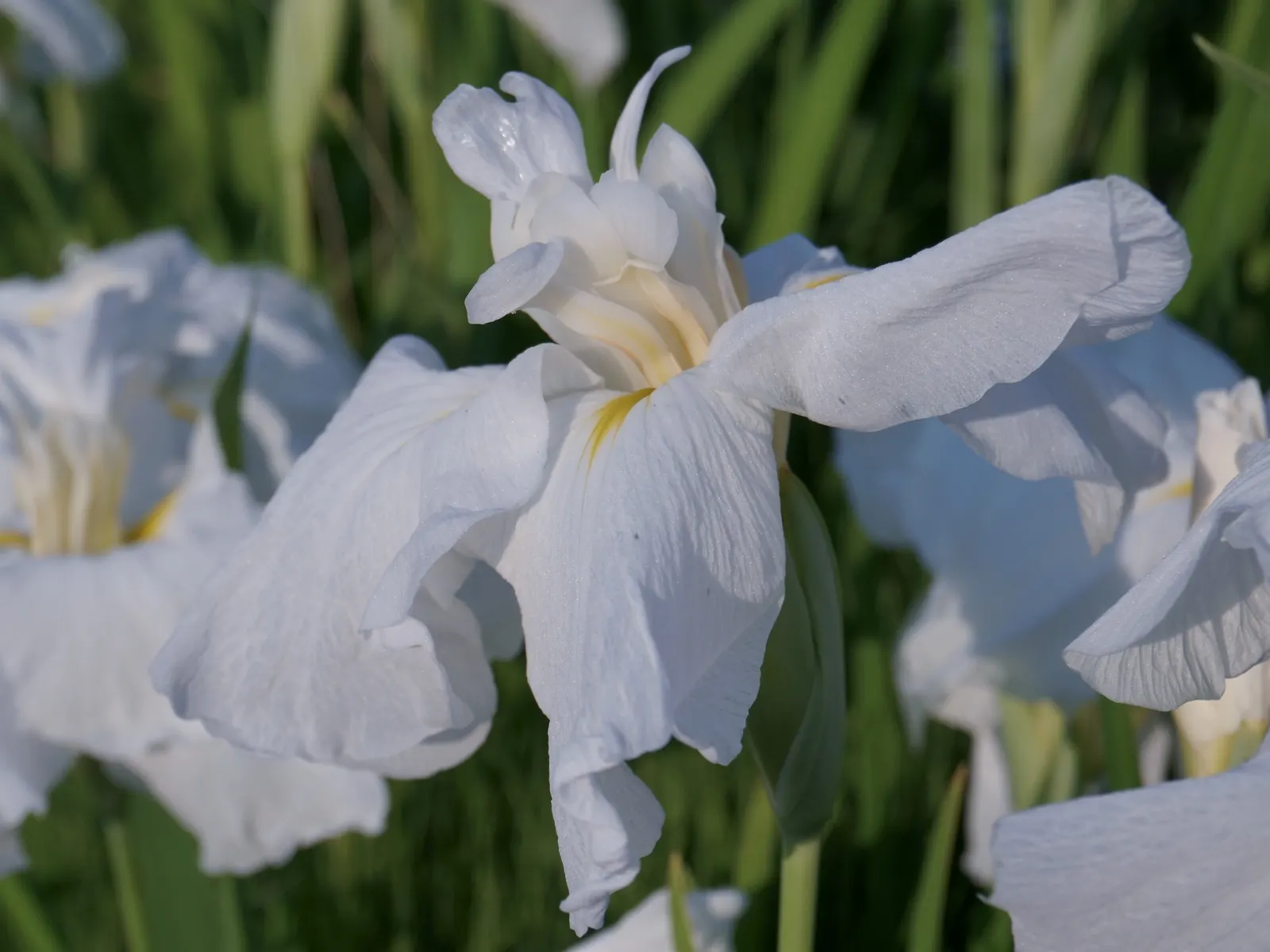 Japanese Iris (Iris Ensata) — Thriving in full sun to part shade, these irises prefer acidic, moist soils, and excel near water features; perennial, image 82