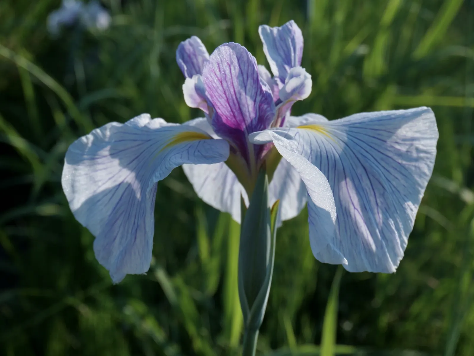 Japanese Iris (Iris Ensata) — typically in late spring to early summer; their color palette ranges through various shades of purple