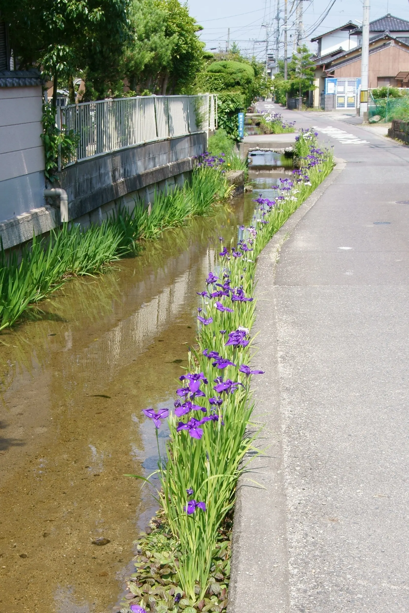 Japanese Iris (Iris Ensata) — save for the consistent soil moisture; blooms emerge in late spring to early summer, image 124