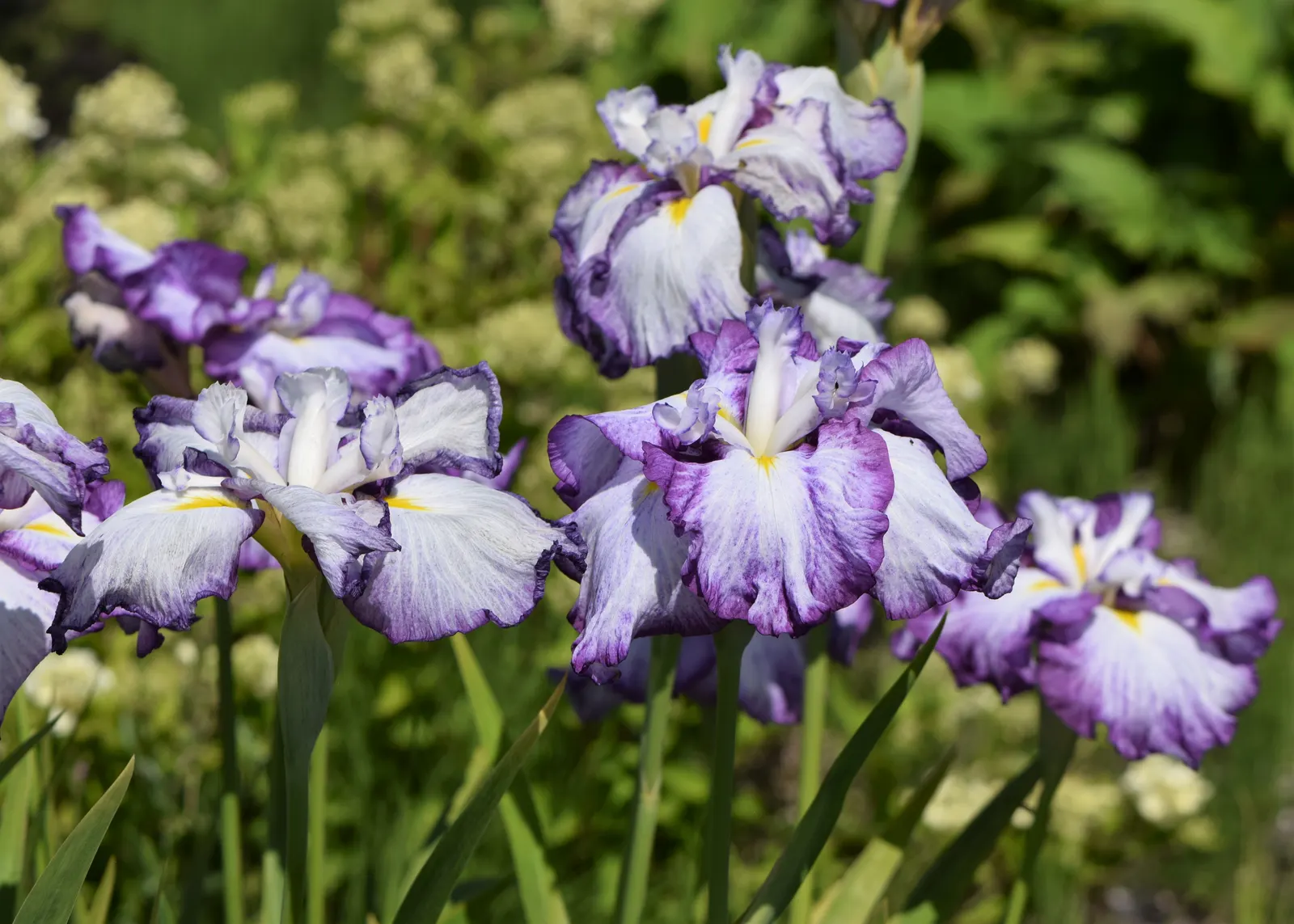 Japanese Iris (Iris Ensata) — perennial with lavender and multi-colored and purple and white blooms