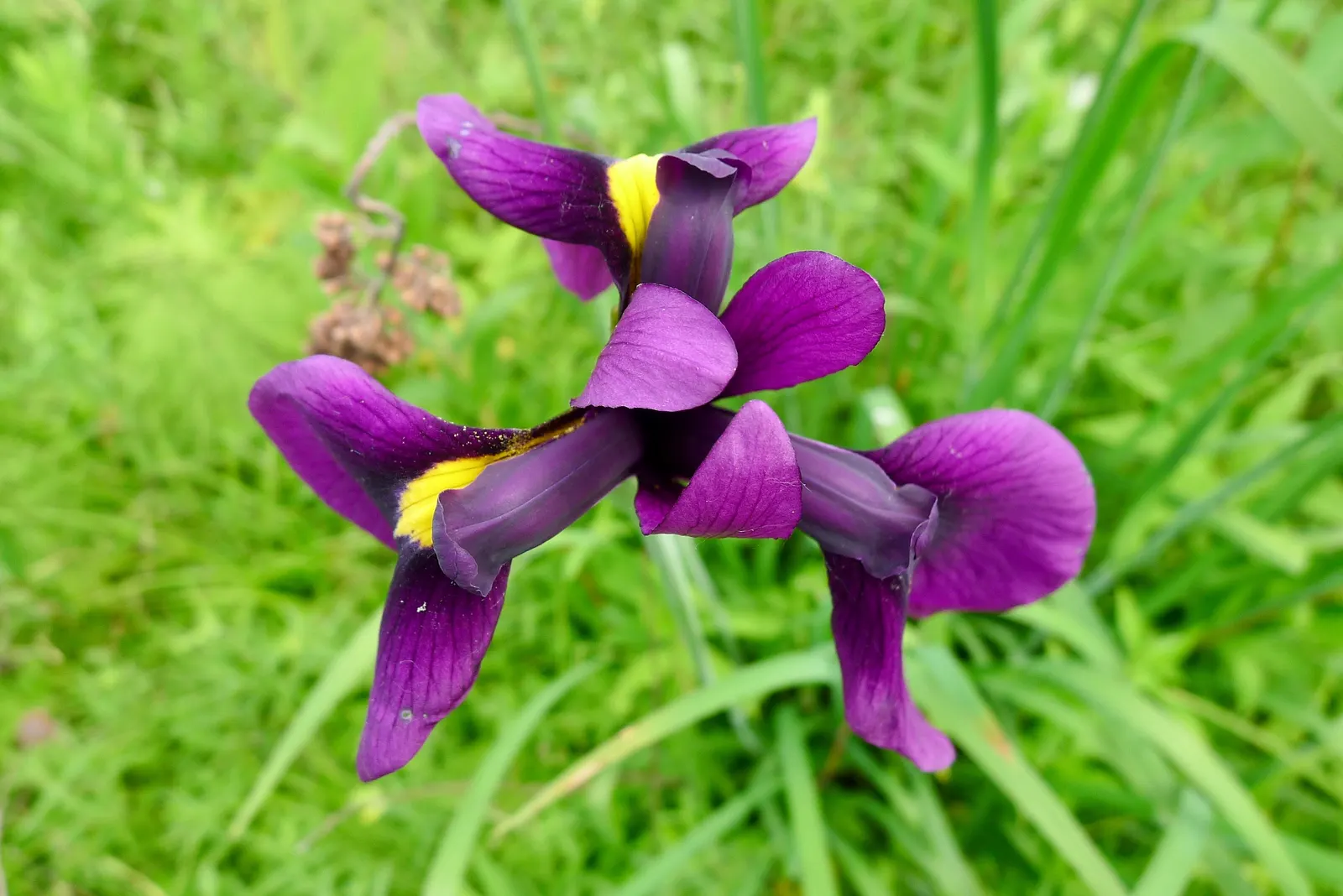 Japanese Iris (Iris Ensata) — ruffled blooms ranging from pure white to deep purple; this perennial showcases flowers that can span up to 6 to 8, image 106