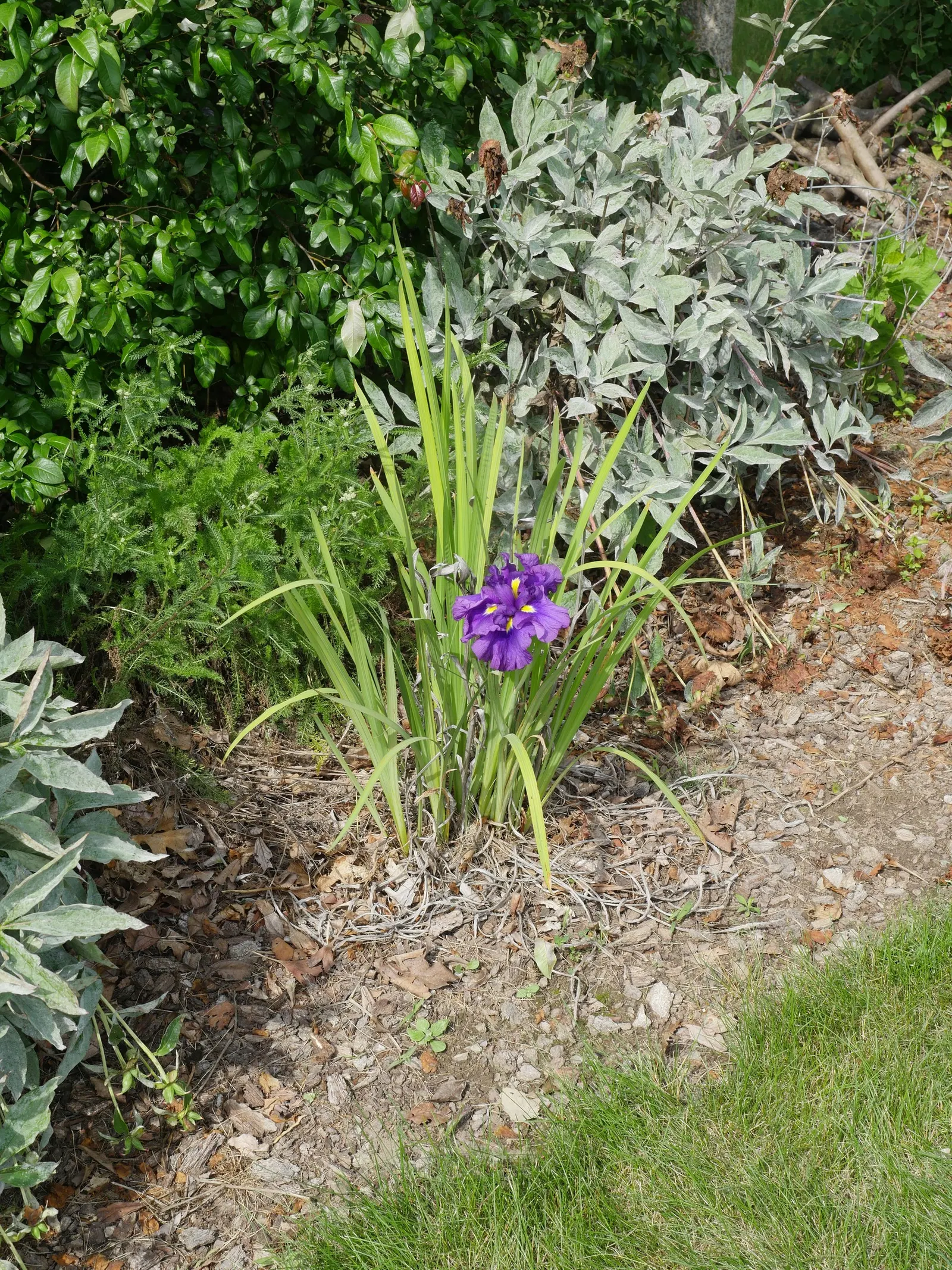Japanese Iris (Iris Ensata) — this perennial showcases flowers that can span up to 6 to 8 inches across; deadheading the spent blooms can encourage, image 63